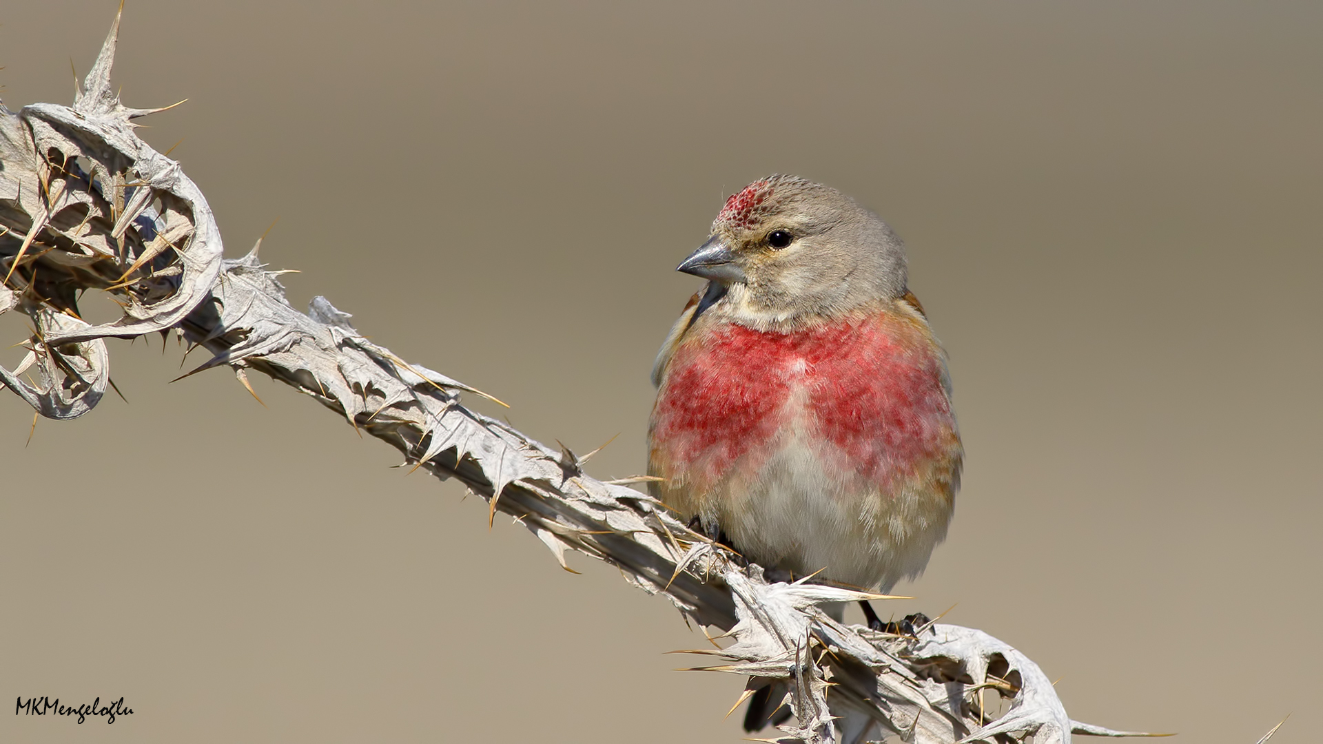 Ketenkuşu » Common Linnet » Linaria cannabina