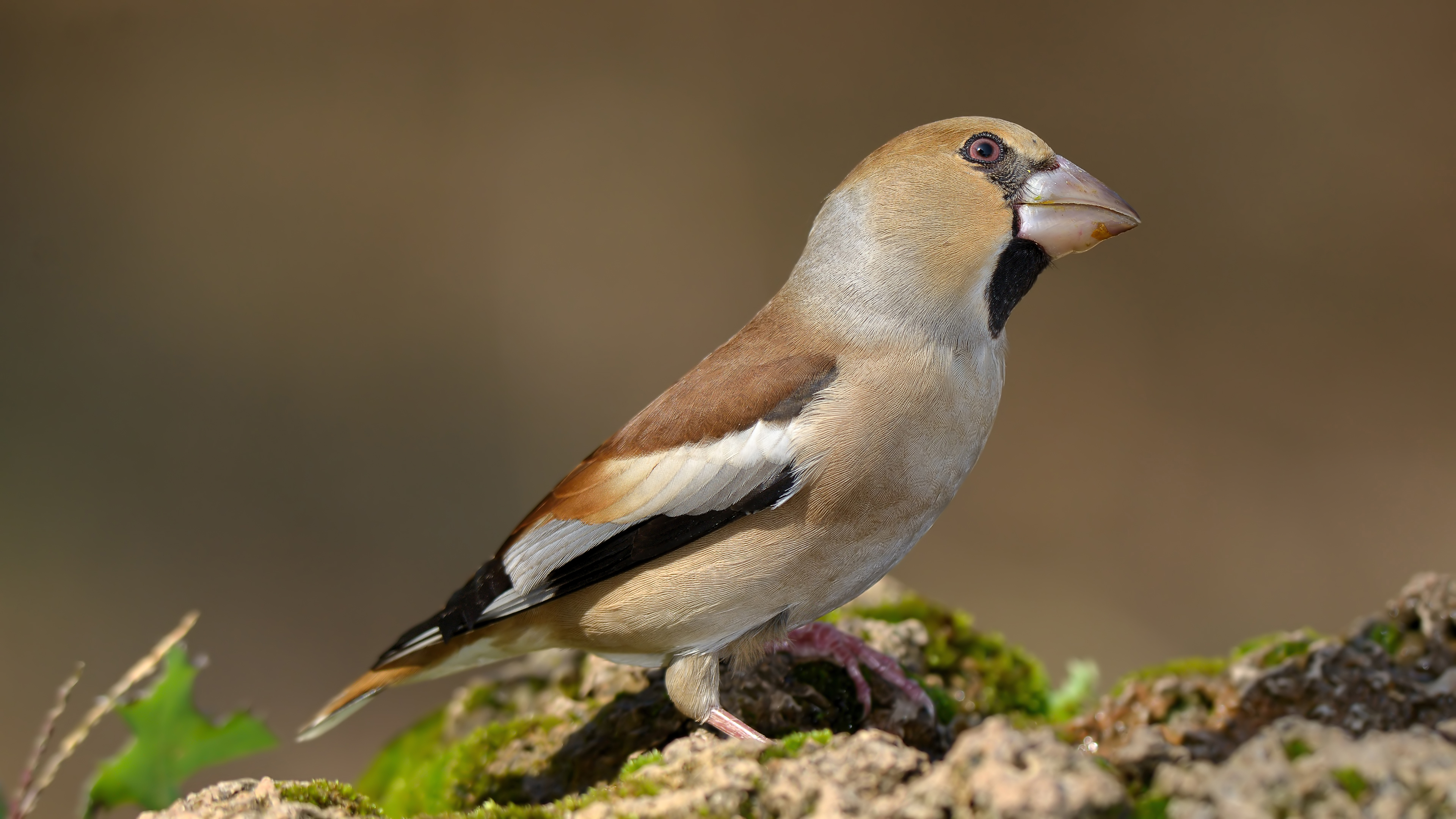 Kocabaş » Hawfinch » Coccothraustes coccothraustes