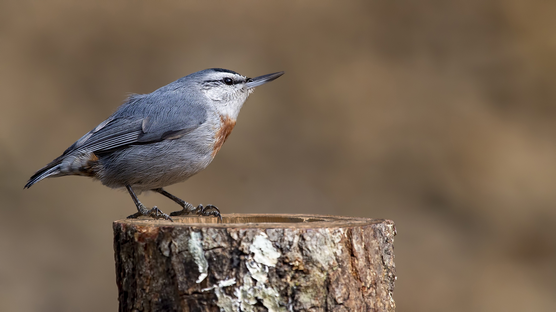 Anadolu sıvacısı » Krüper`s Nuthatch » Sitta krueperi