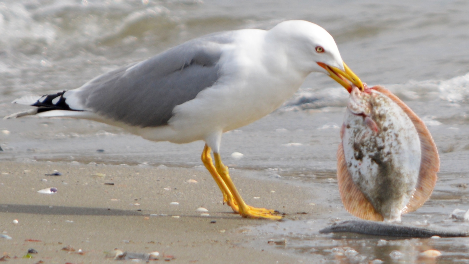 Gümüş martı » Yellow-legged Gull » Larus michahellis