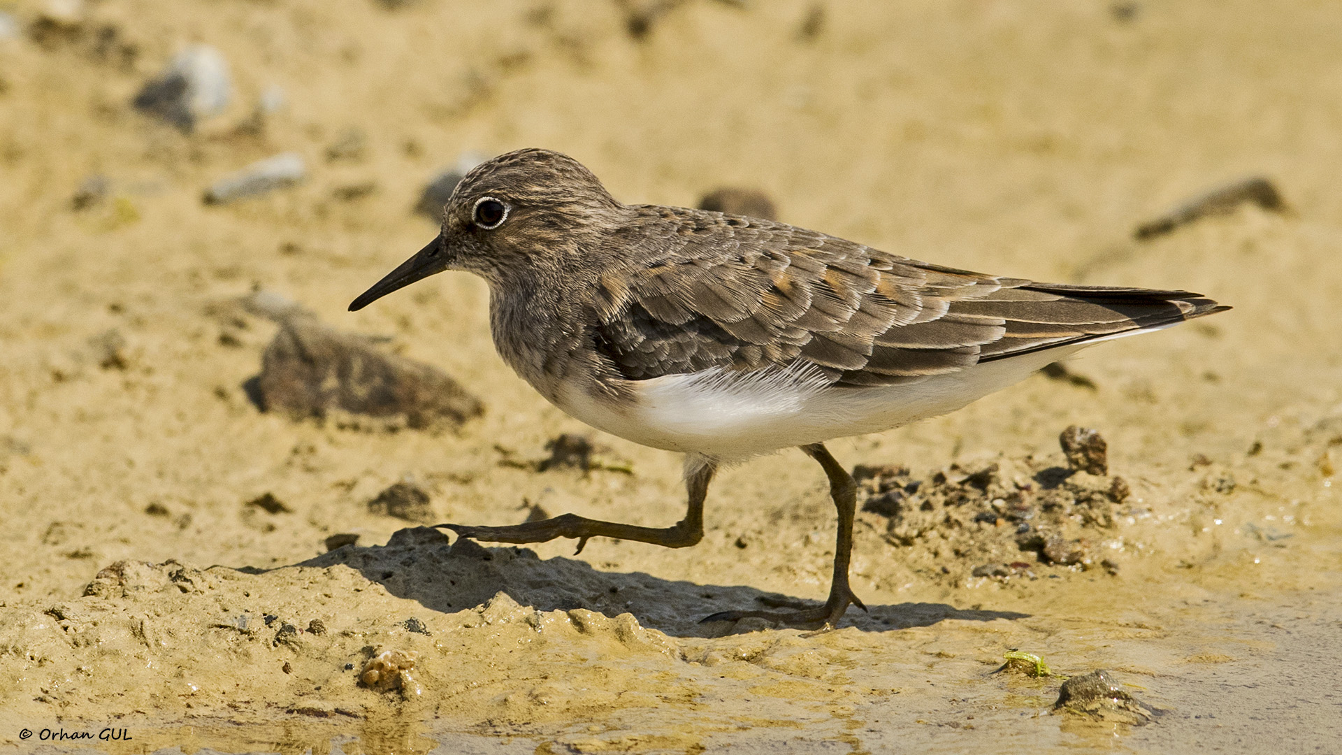 Sarıbacaklı kumkuşu » Temminck`s Stint » Calidris temminckii