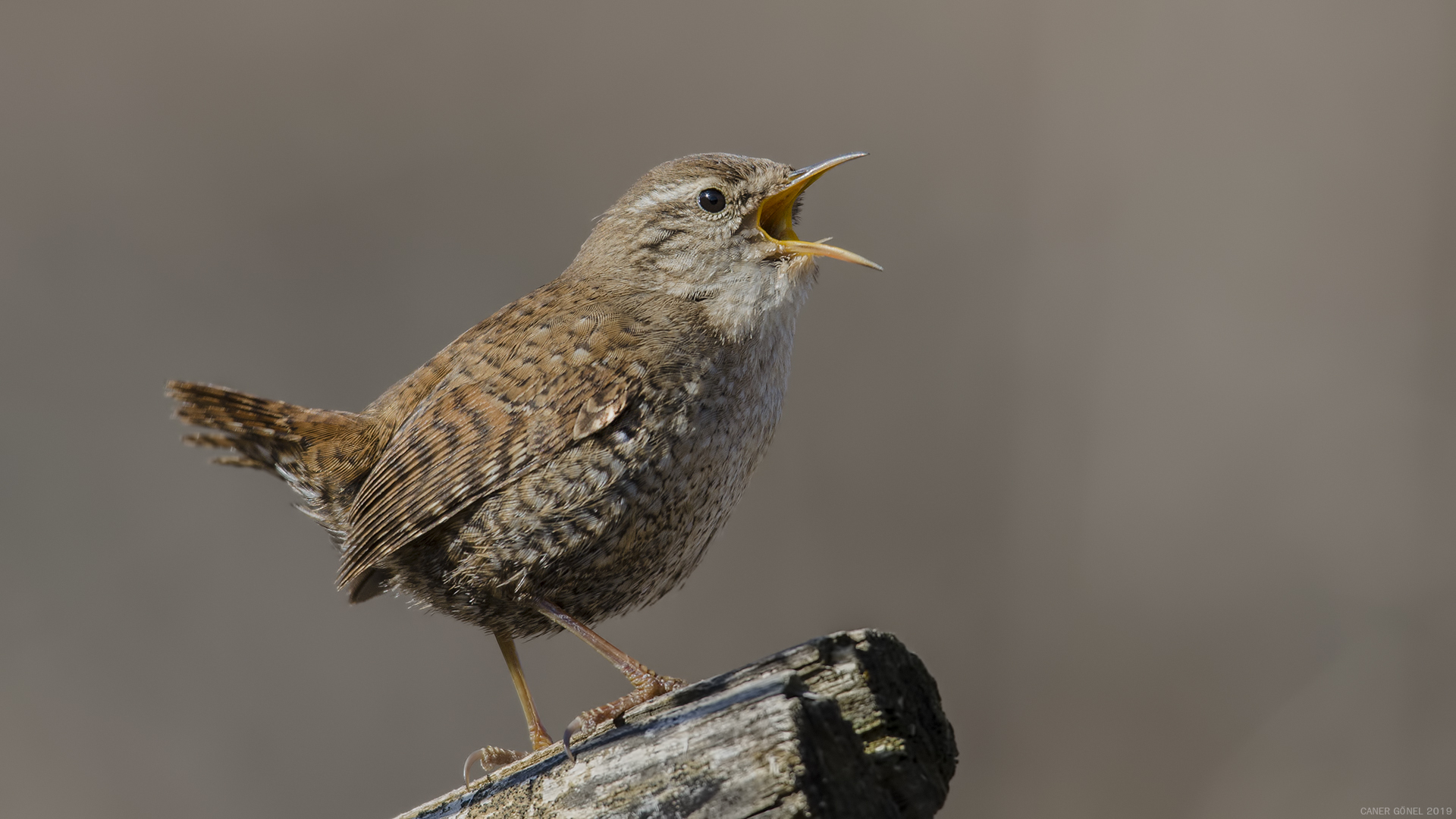 Çitkuşu » Eurasian Wren » Troglodytes troglodytes