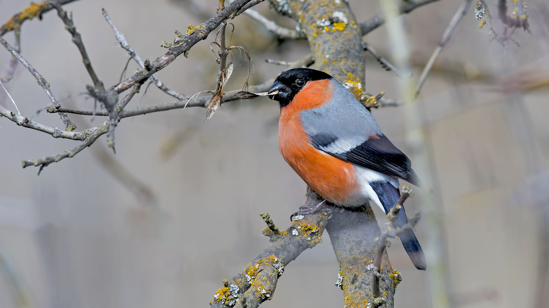 Şakrak » Eurasian Bullfinch » Pyrrhula pyrrhula