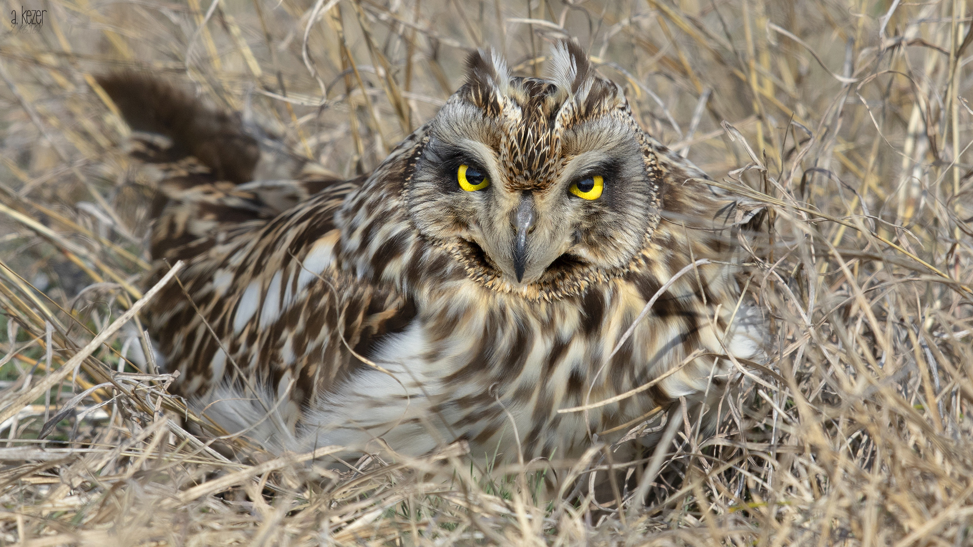 Kır baykuşu » Short-eared Owl » Asio flammeus