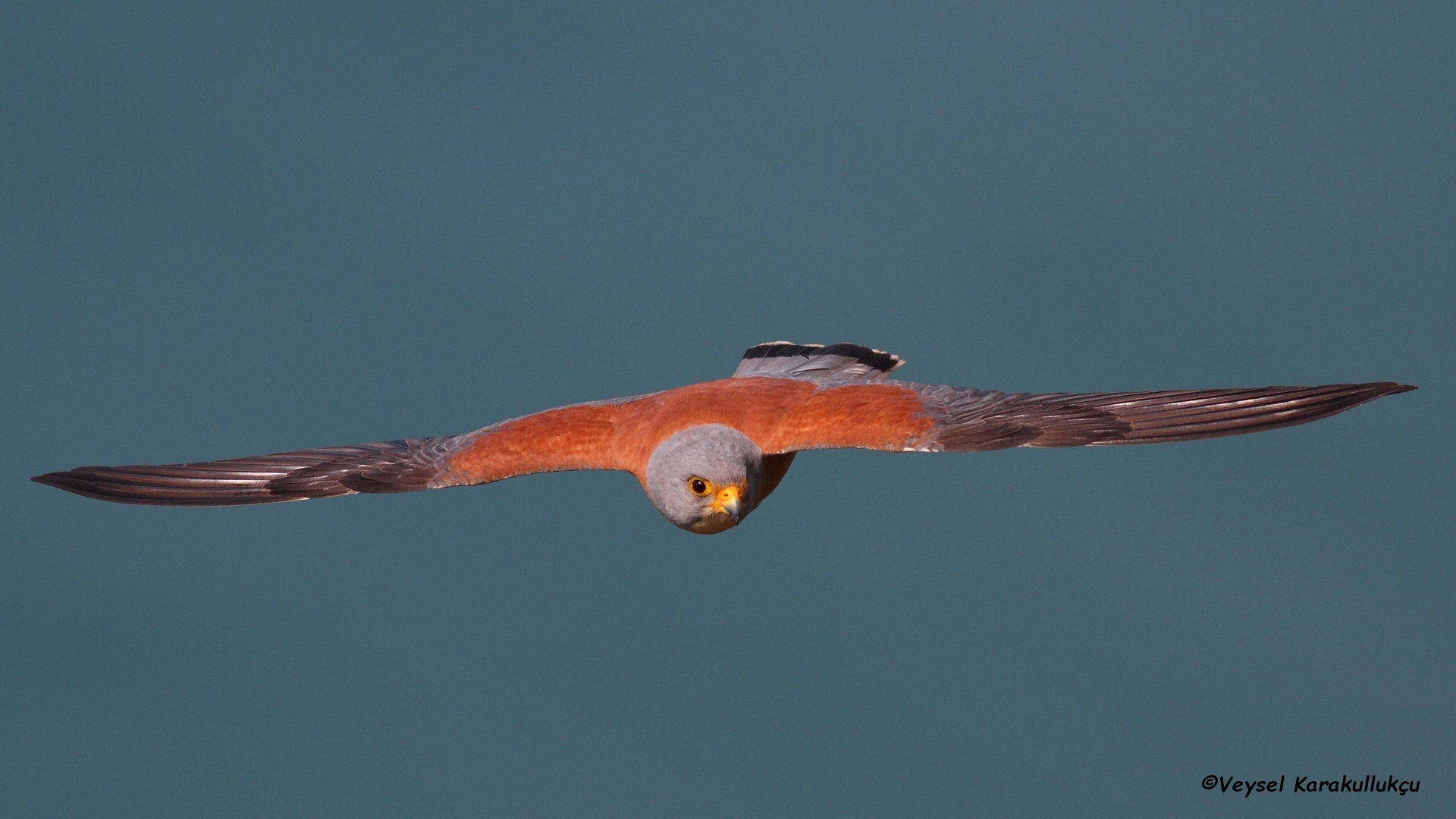 Küçük kerkenez » Lesser Kestrel » Falco naumanni