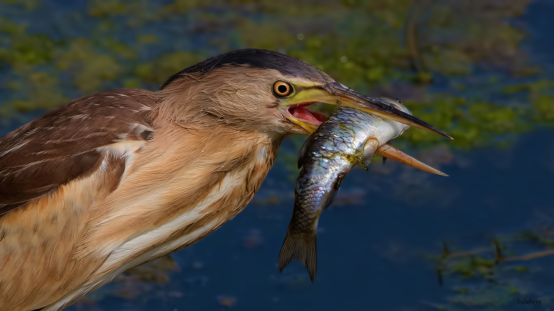 Küçük balaban » Little Bittern » Ixobrychus minutus