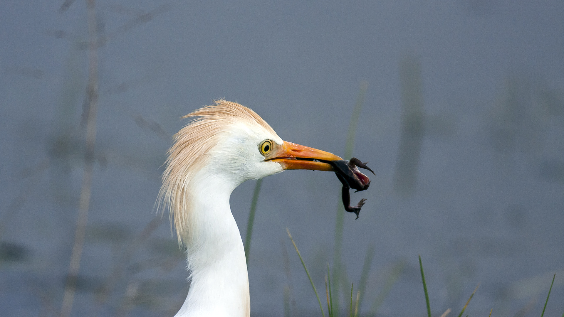 Sığır balıkçılı » Western Cattle Egret » Bubulcus ibis