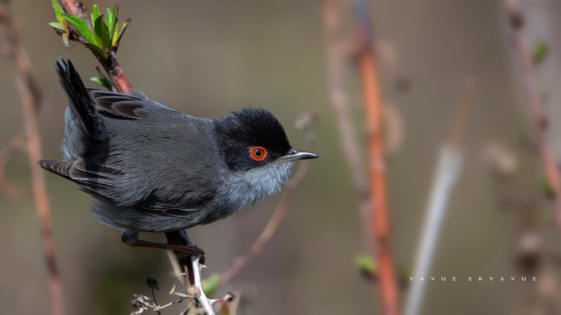 Maskeli ötleğen » Sardinian Warbler » Sylvia melanocephala