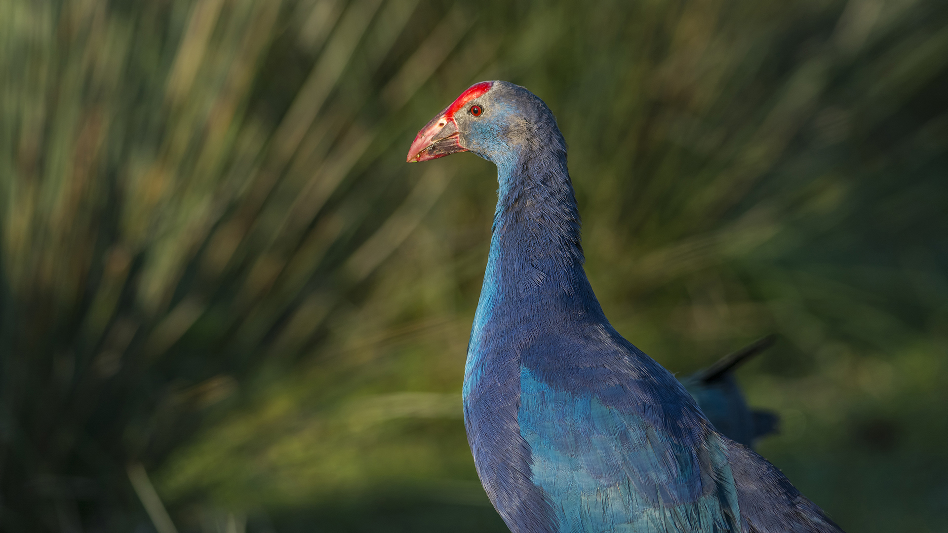 Sazhorozu » Purple Swamphen » Porphyrio porphyrio