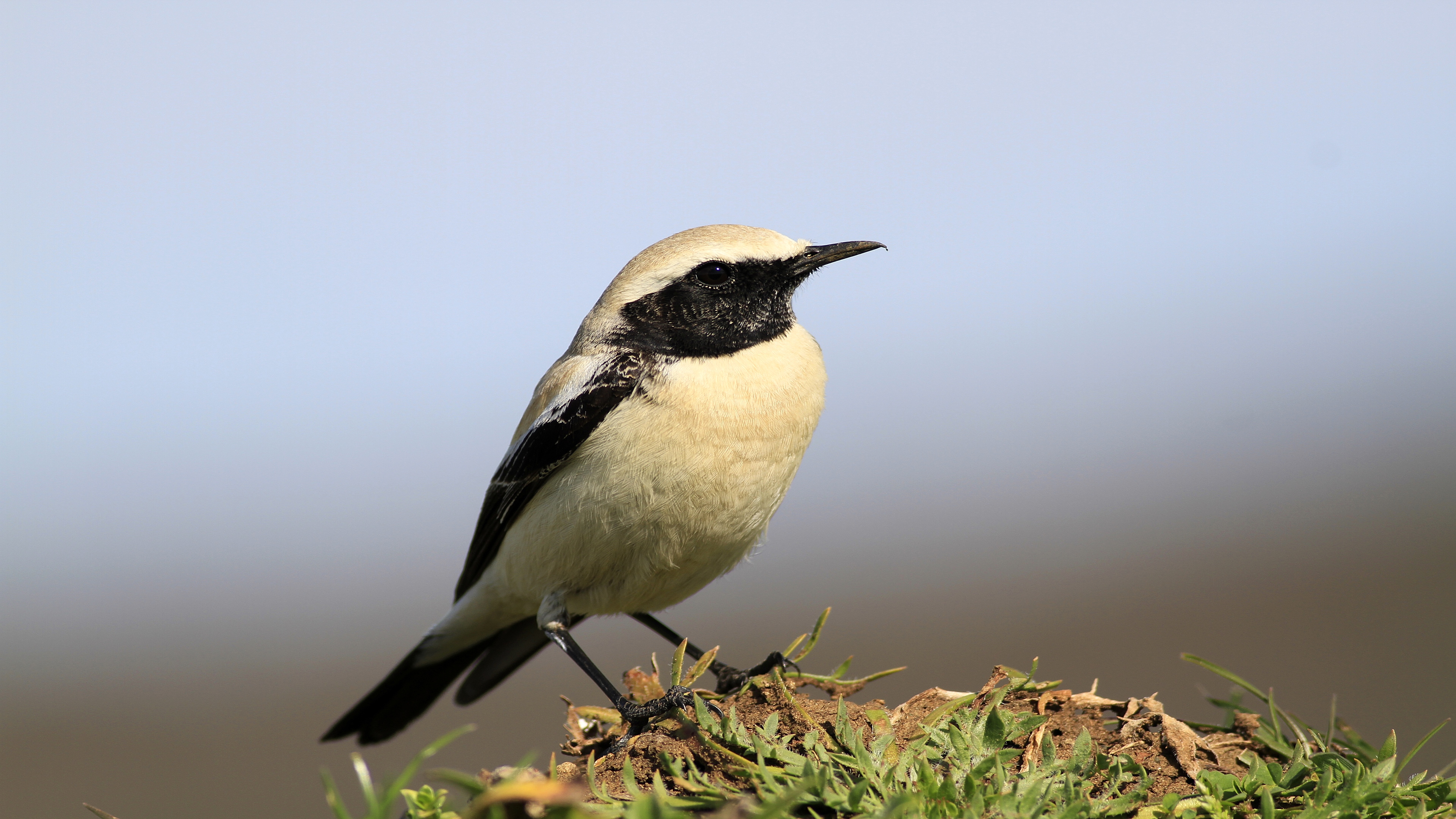 Çöl kuyrukkakanı » Desert Wheatear » Oenanthe deserti