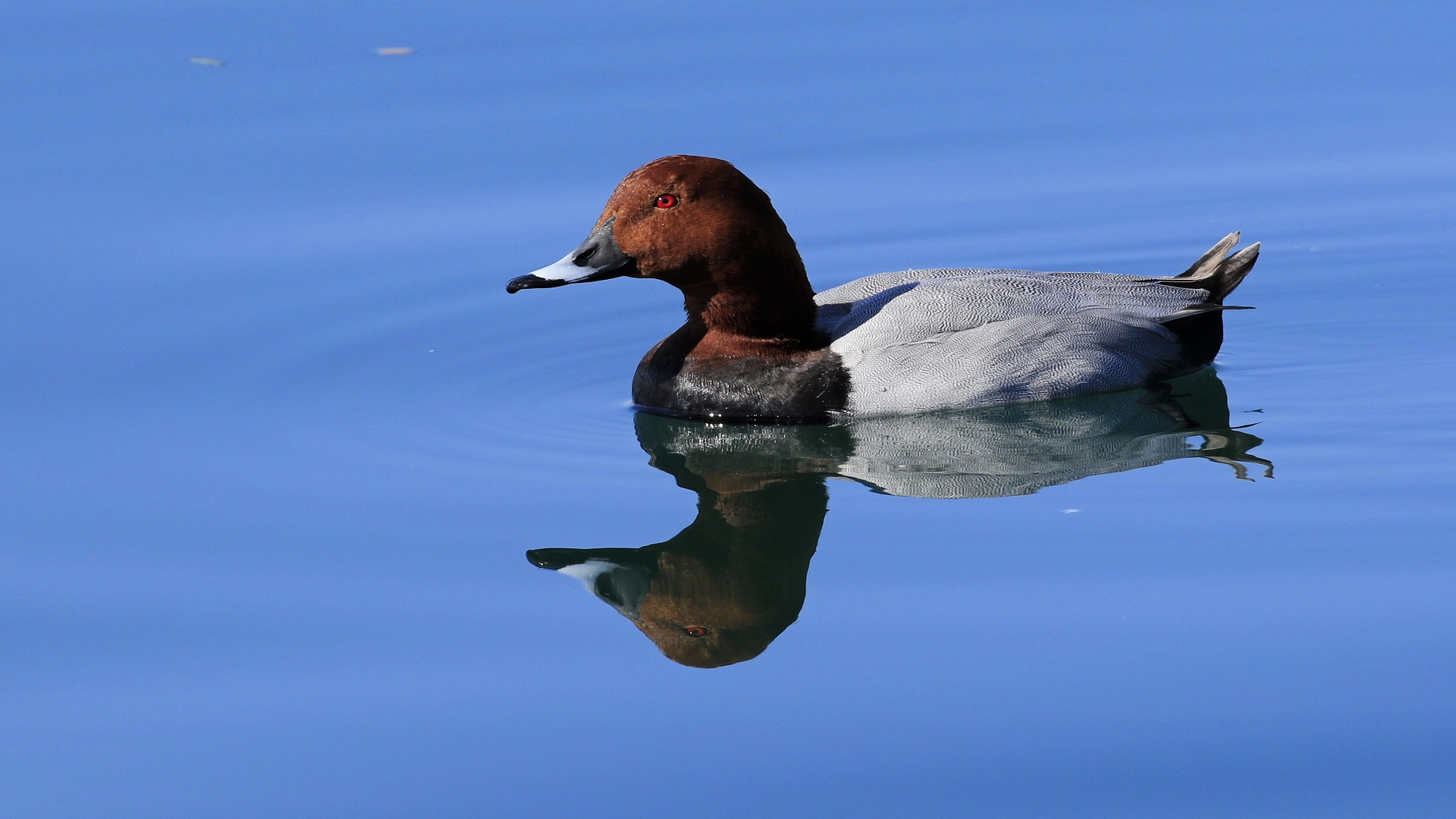 Elmabaş patka » Common Pochard » Aythya ferina