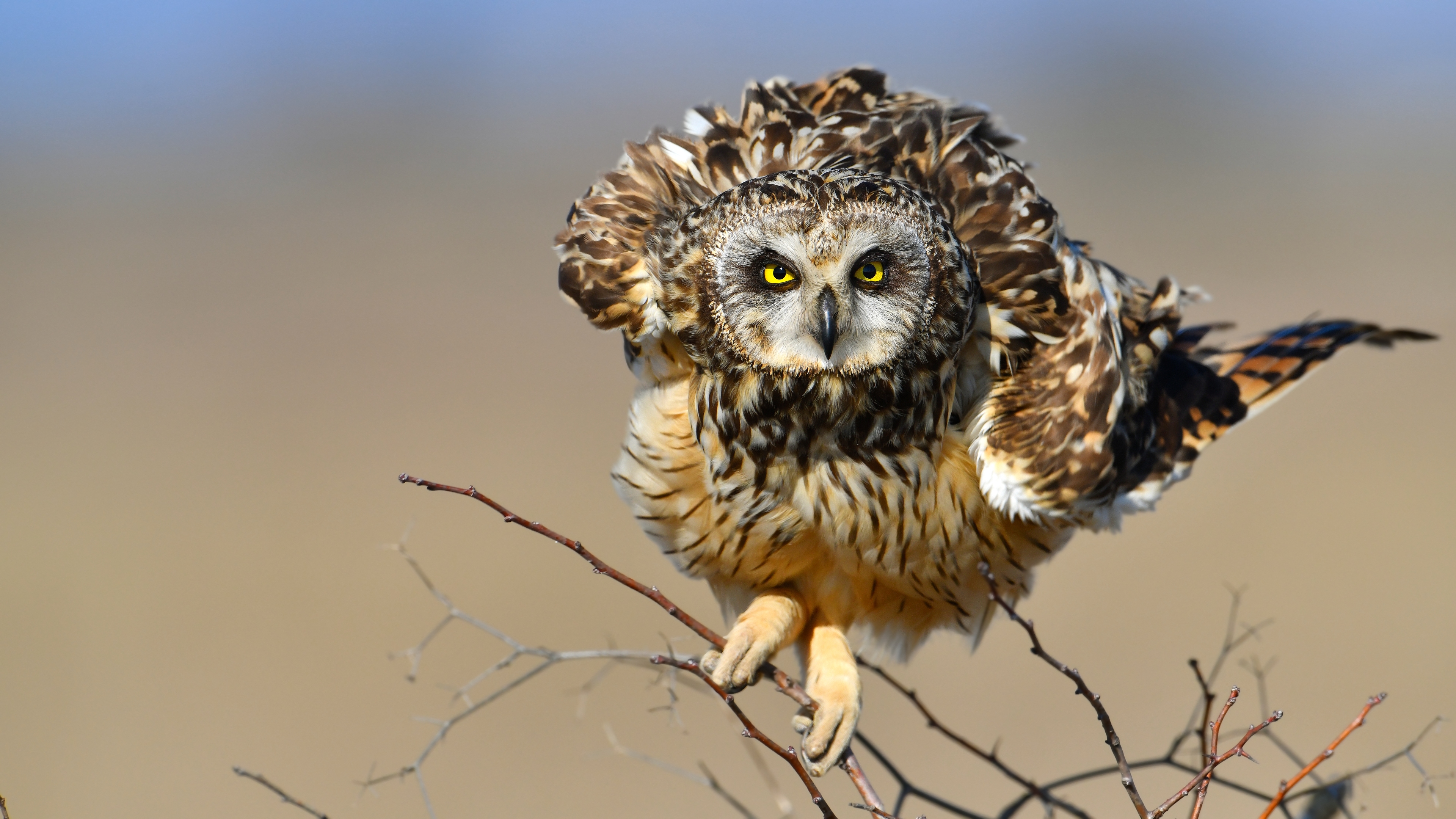 Kır baykuşu » Short-eared Owl » Asio flammeus