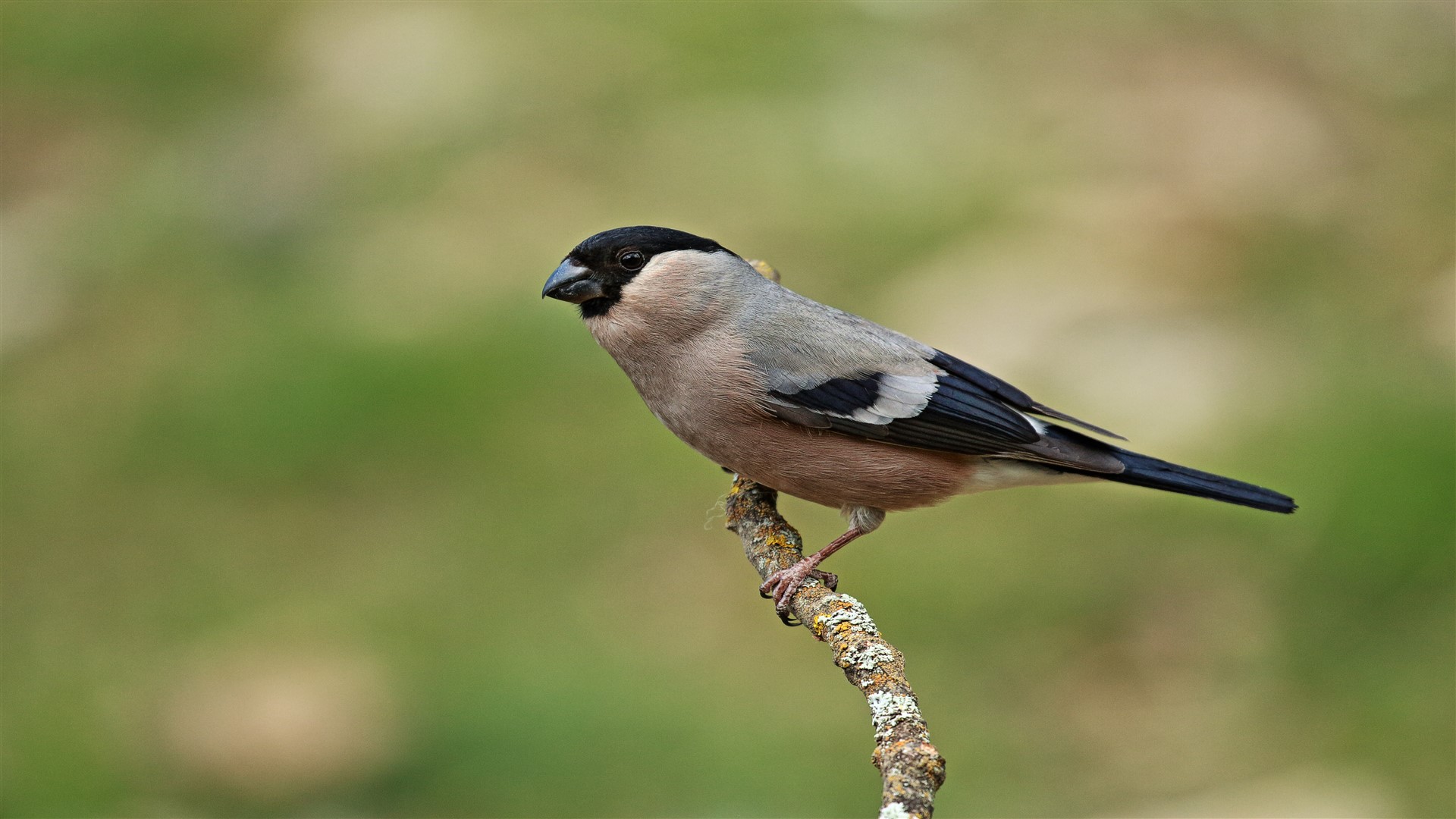 Şakrak » Eurasian Bullfinch » Pyrrhula pyrrhula