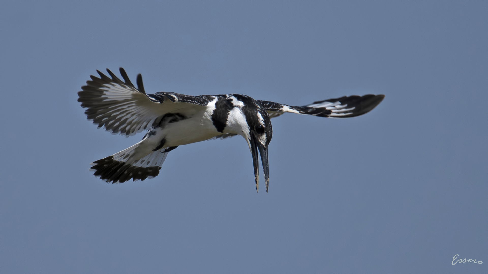 Alaca yalıçapkını » Pied Kingfisher » Ceryle rudis