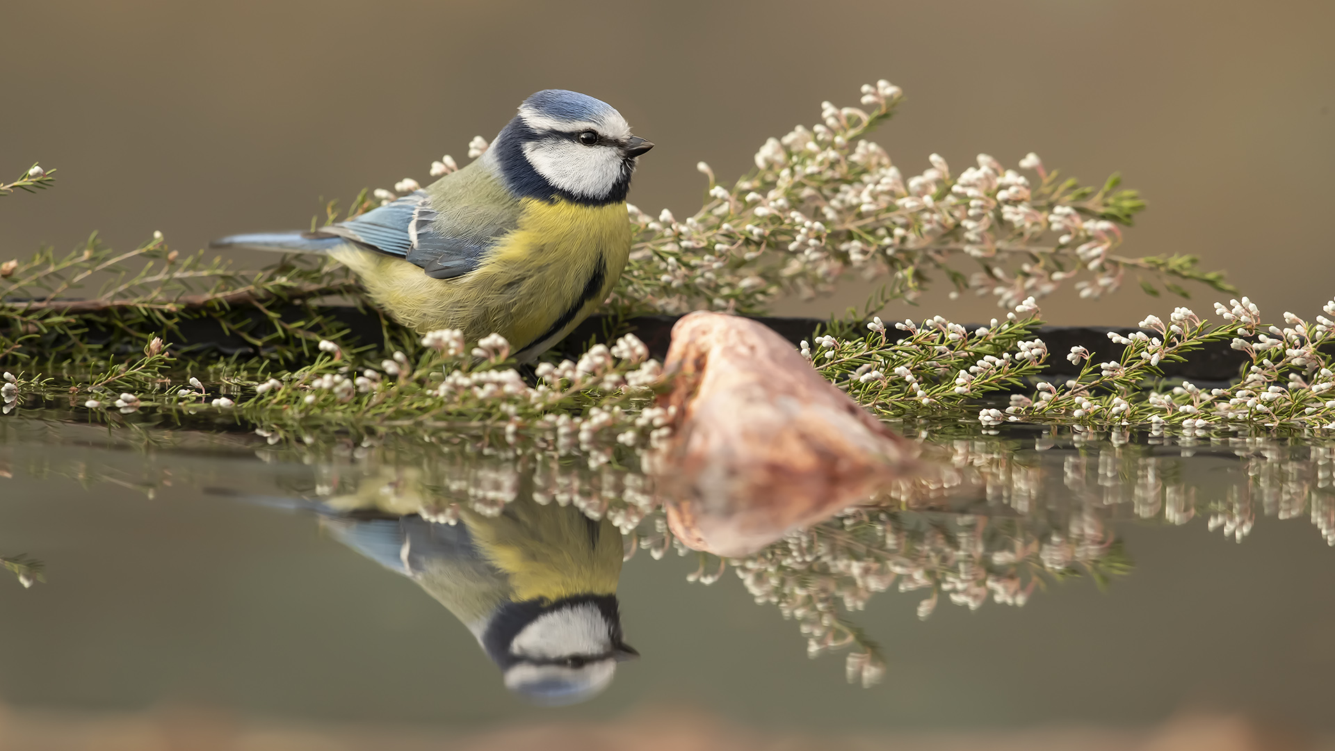 Mavi baştankara » Eurasian Blue Tit » Cyanistes caeruleus