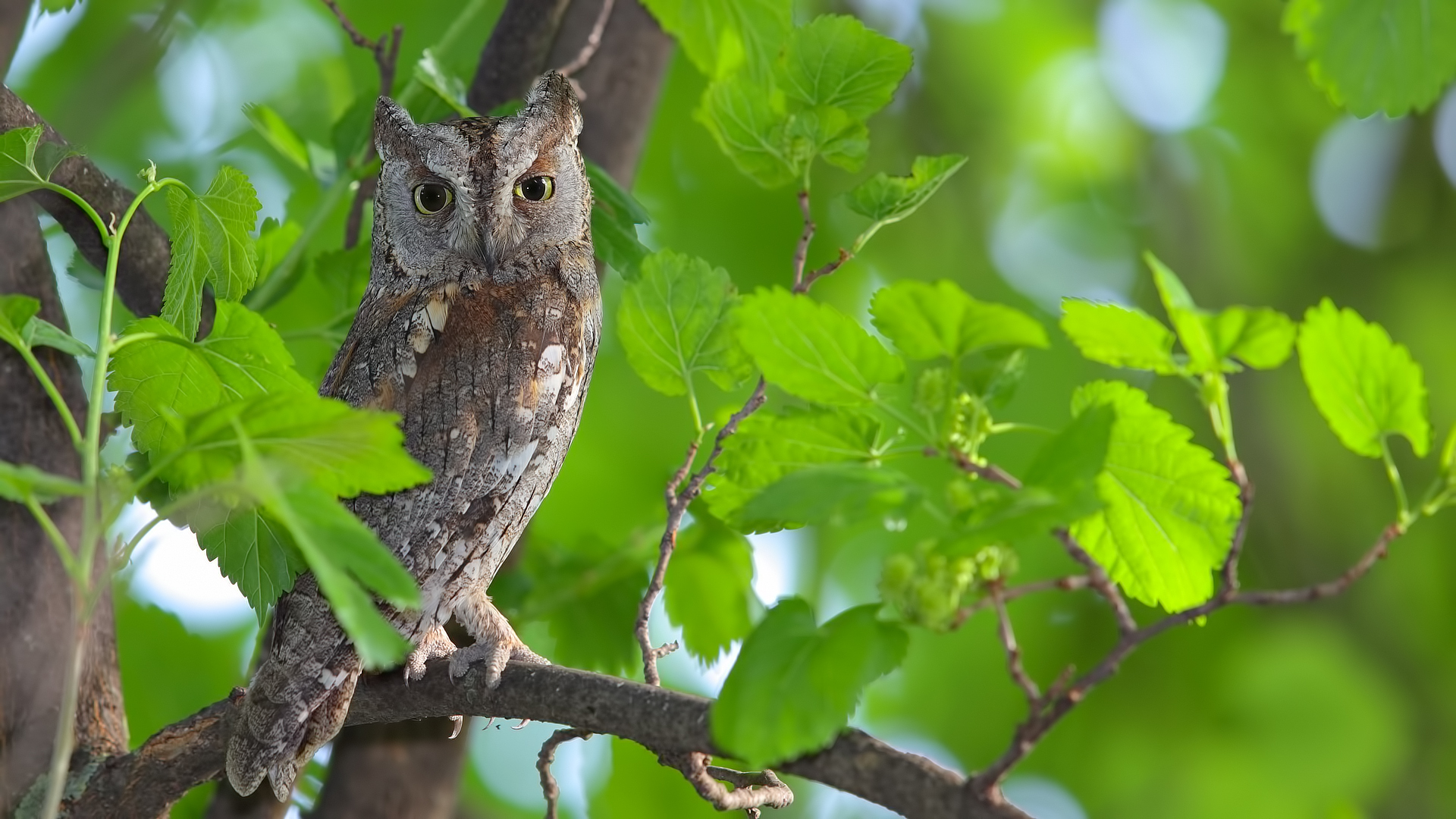 İshakkuşu » Eurasian Scops Owl » Otus scops