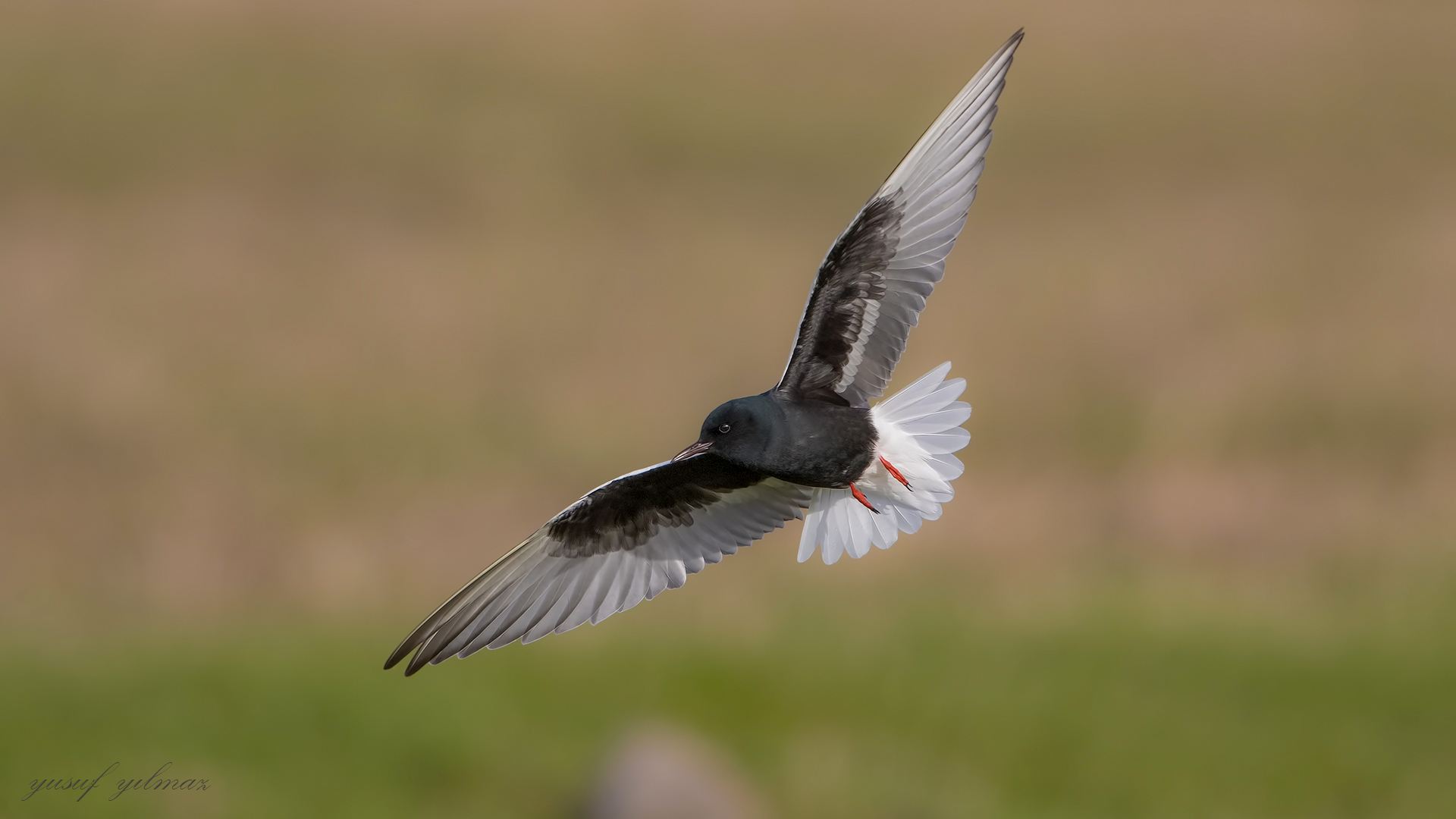 Akkanatlı sumru » White-winged Tern » Chlidonias leucopterus