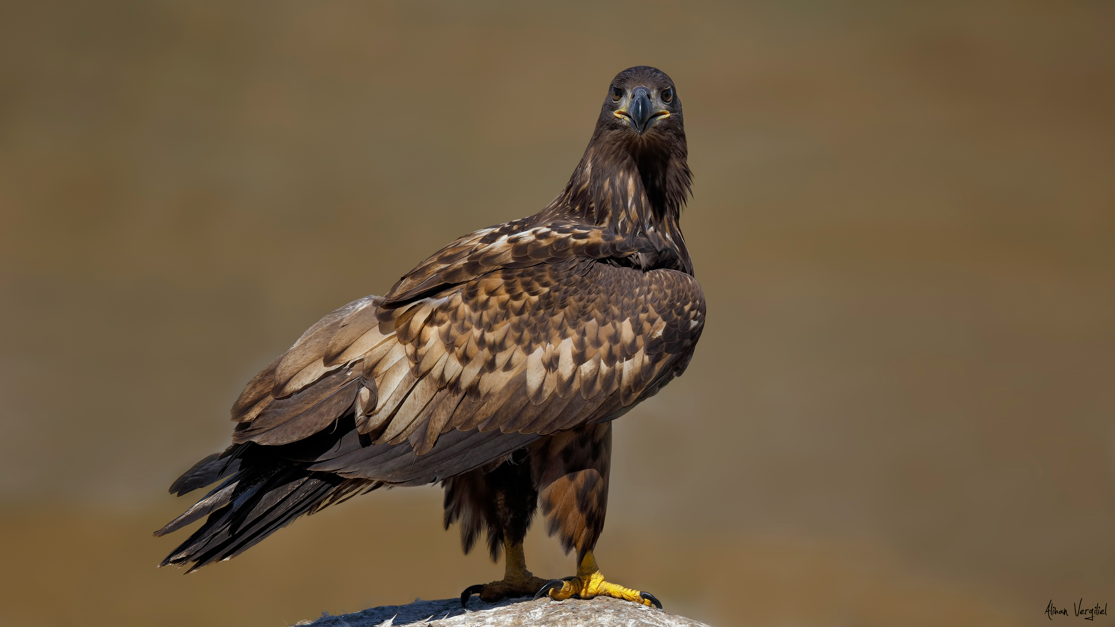 Akkuyruklu kartal » White-tailed Eagle » Haliaeetus albicilla