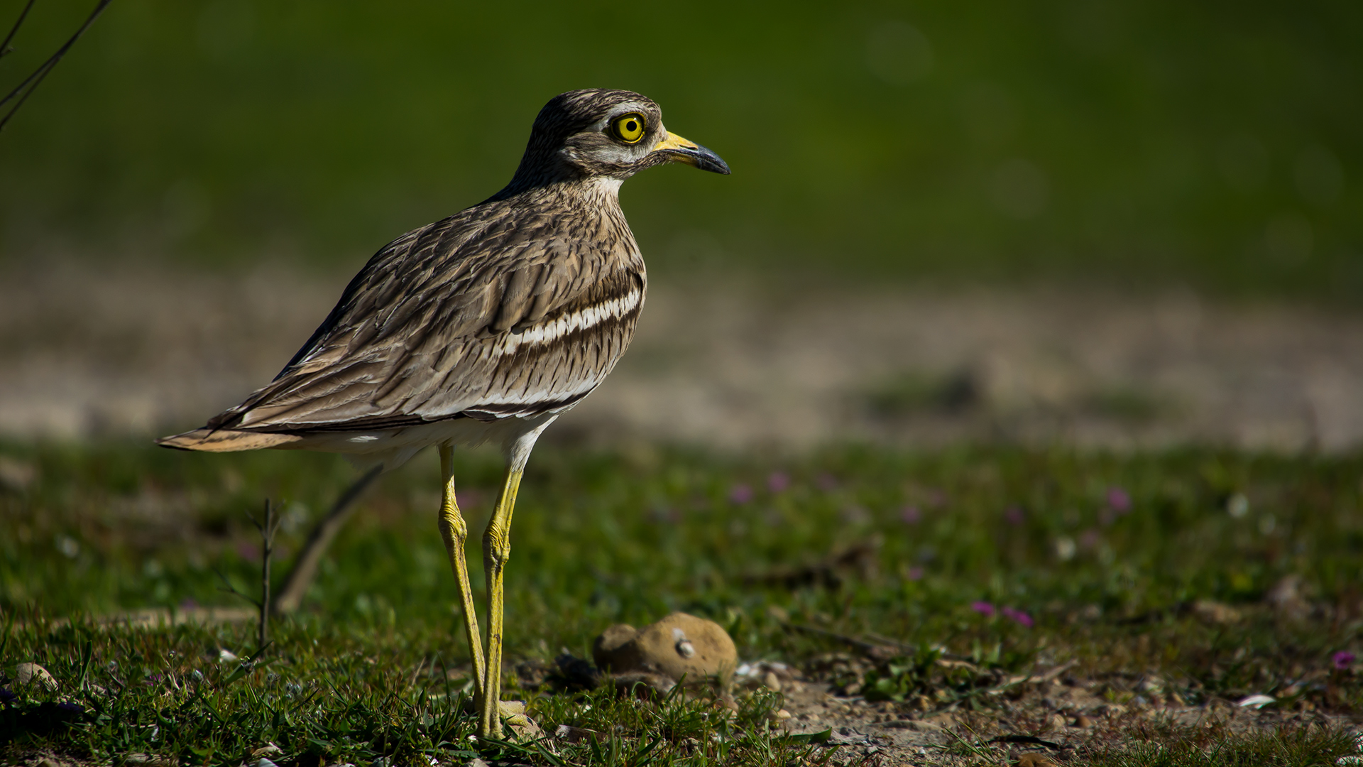 Kocagöz » Eurasian Stone-curlew » Burhinus oedicnemus