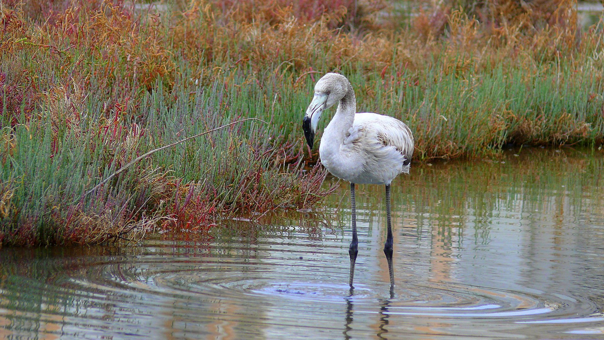 Flamingo