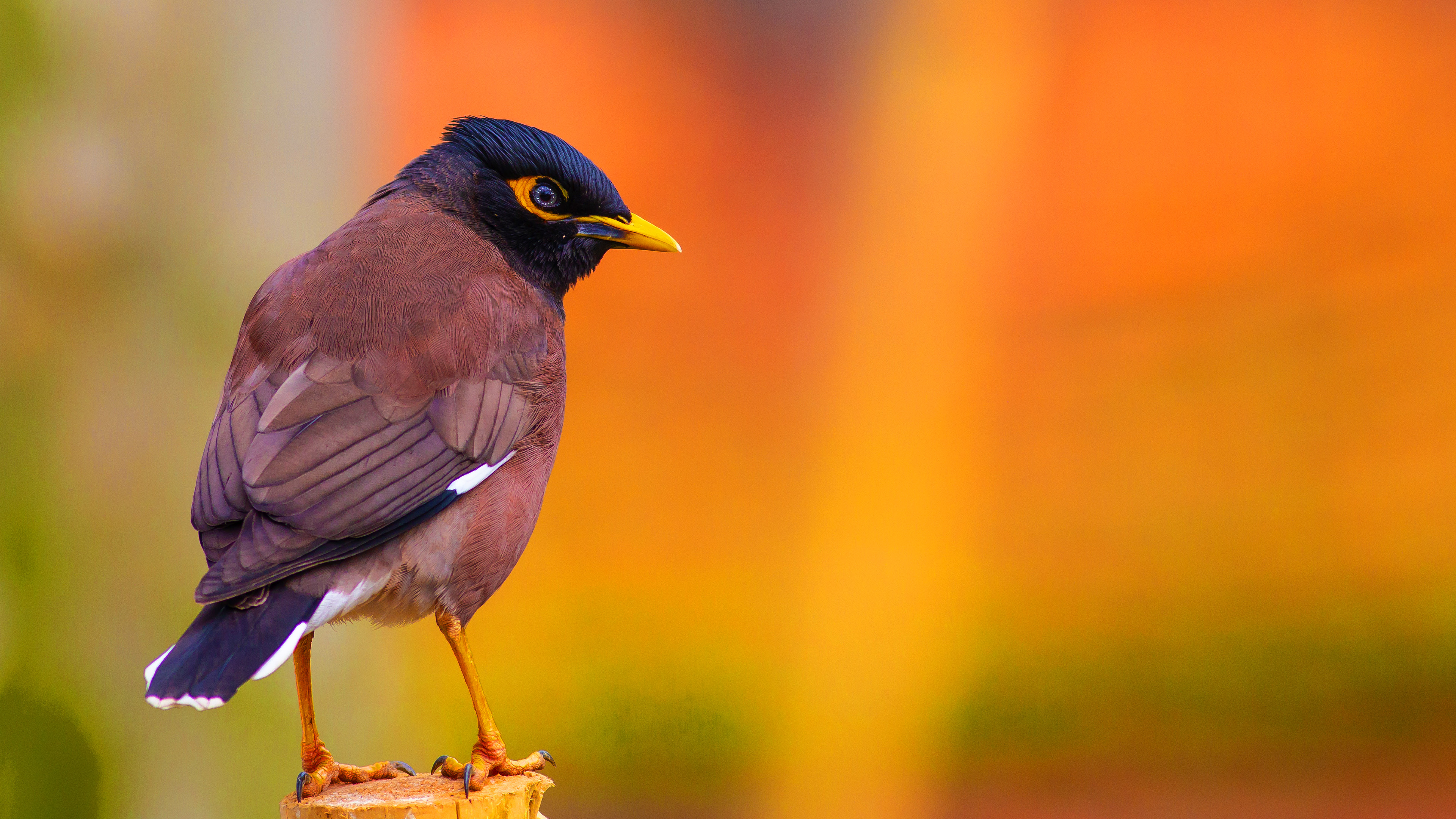 Çiğdeci » Common Myna » Acridotheres tristis