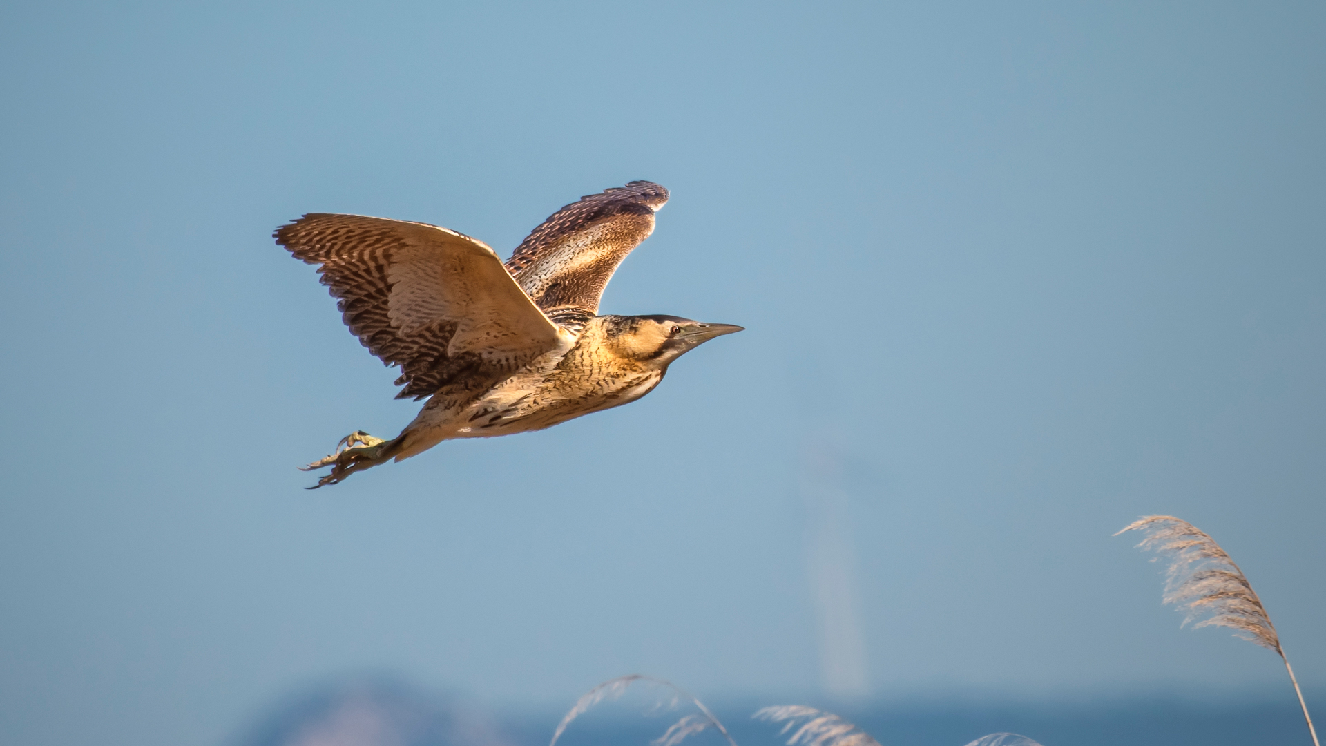 Balaban » Eurasian Bittern » Botaurus stellaris