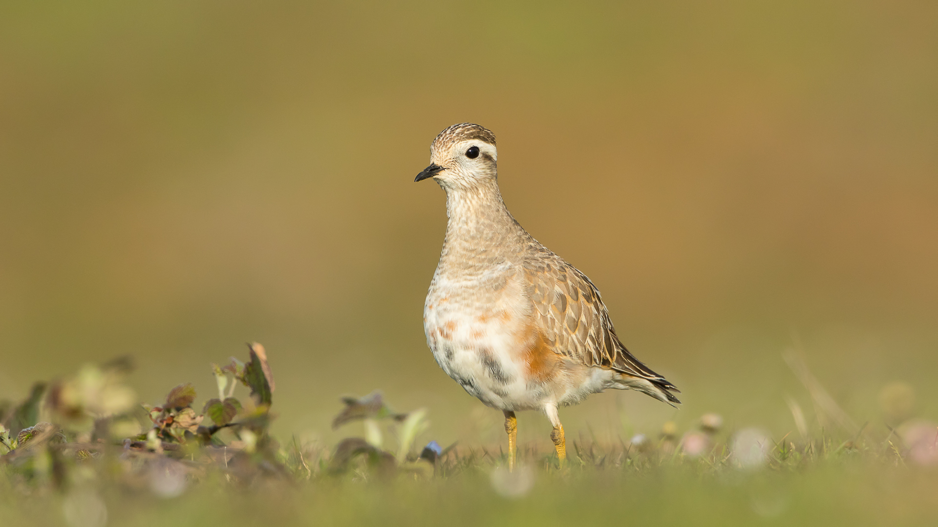 Dağ cılıbıtı » Eurasian Dotterel » Charadrius morinellus