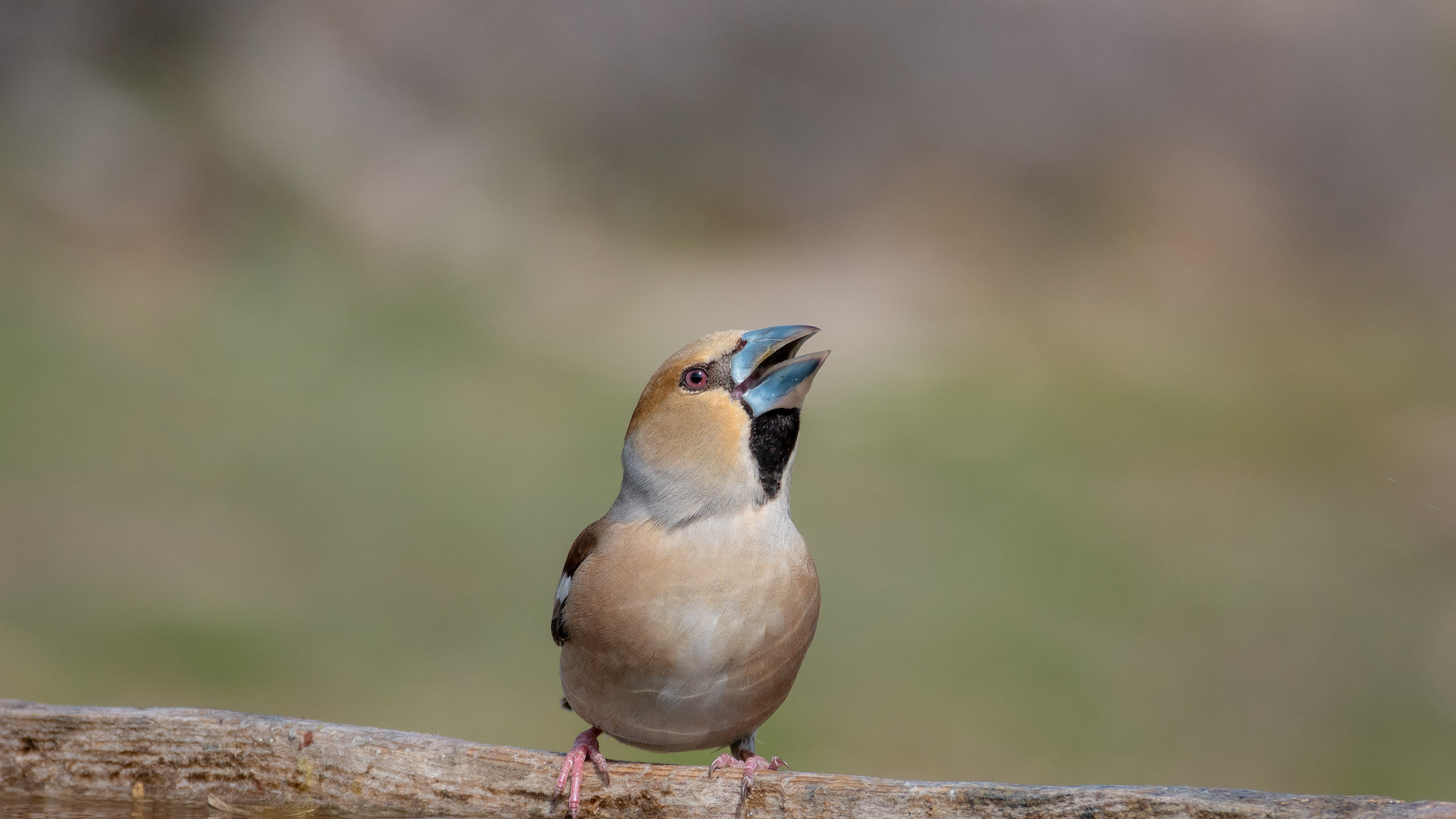 Kocabaş » Hawfinch » Coccothraustes coccothraustes