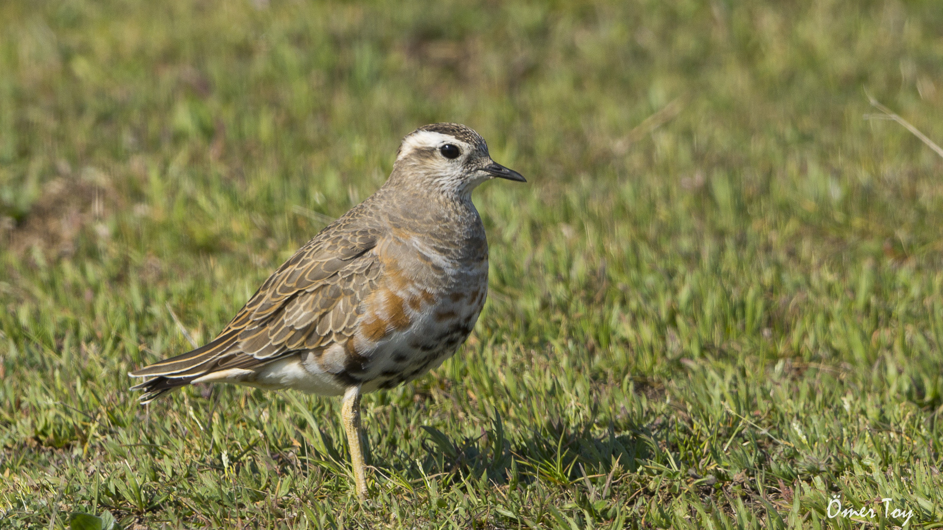 Dağ cılıbıtı » Eurasian Dotterel » Charadrius morinellus