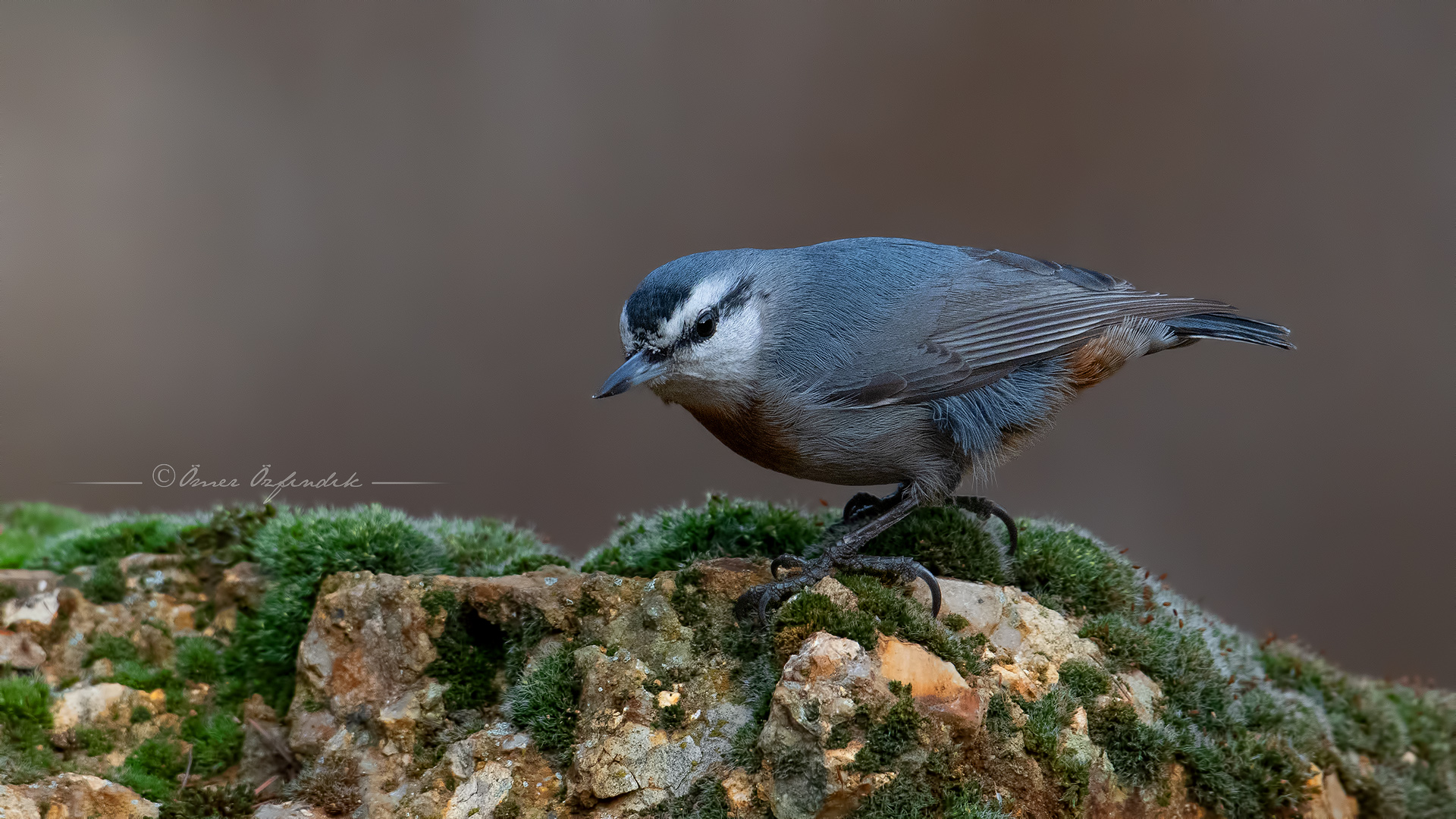 Anadolu sıvacısı » Krüper`s Nuthatch » Sitta krueperi