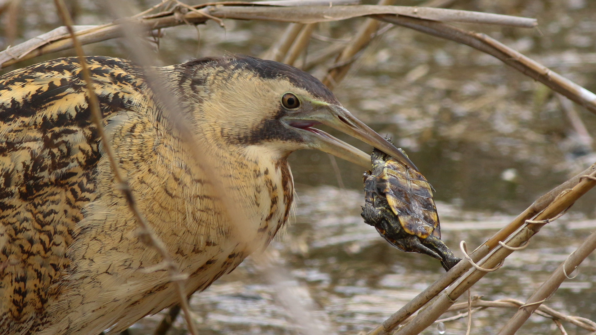 Balaban » Eurasian Bittern » Botaurus stellaris