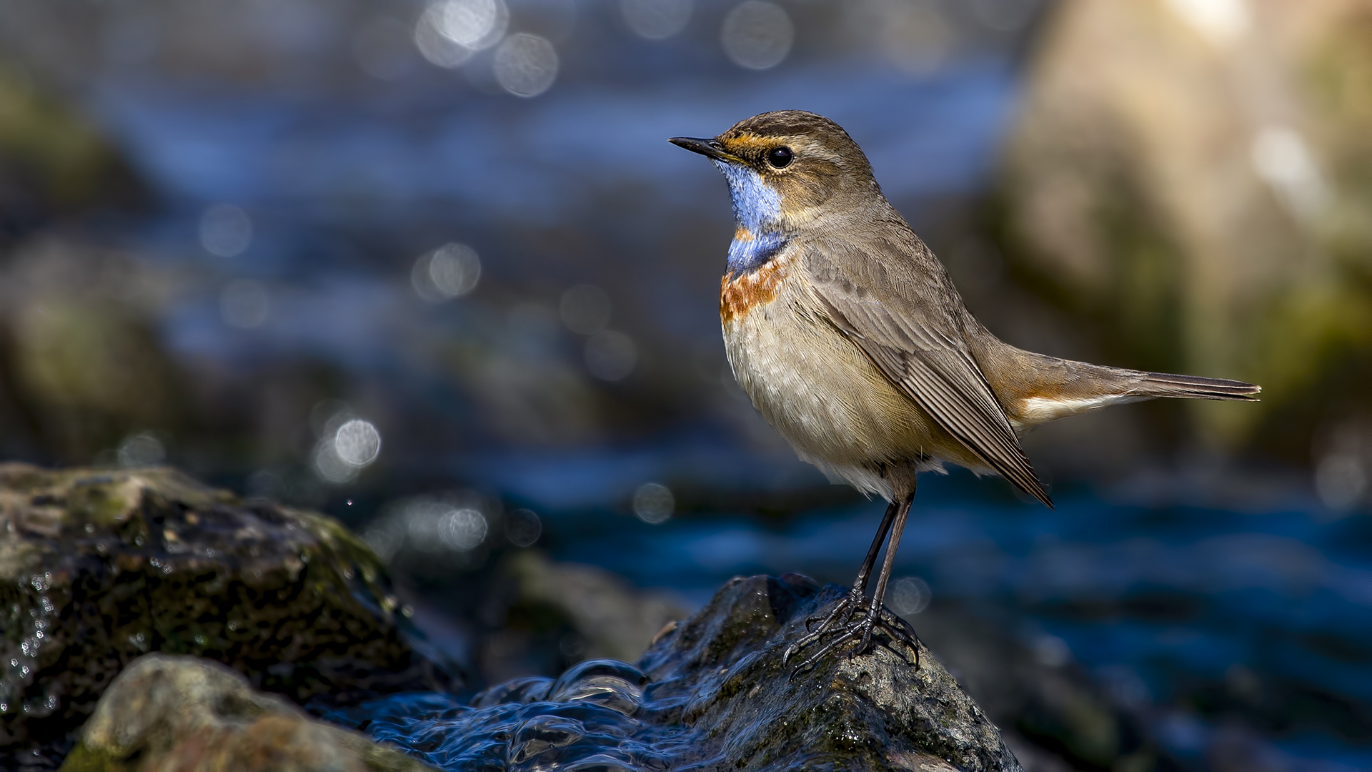 Mavigerdan » Bluethroat » Luscinia svecica