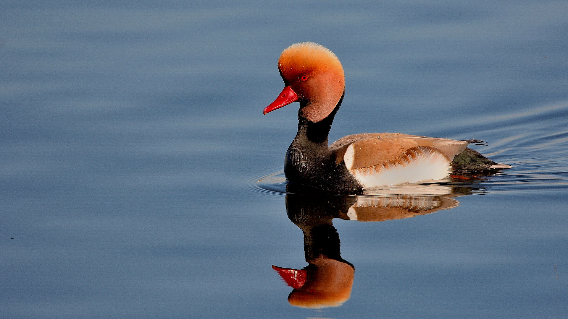 Macar ördeği » Red-crested Pochard » Netta rufina