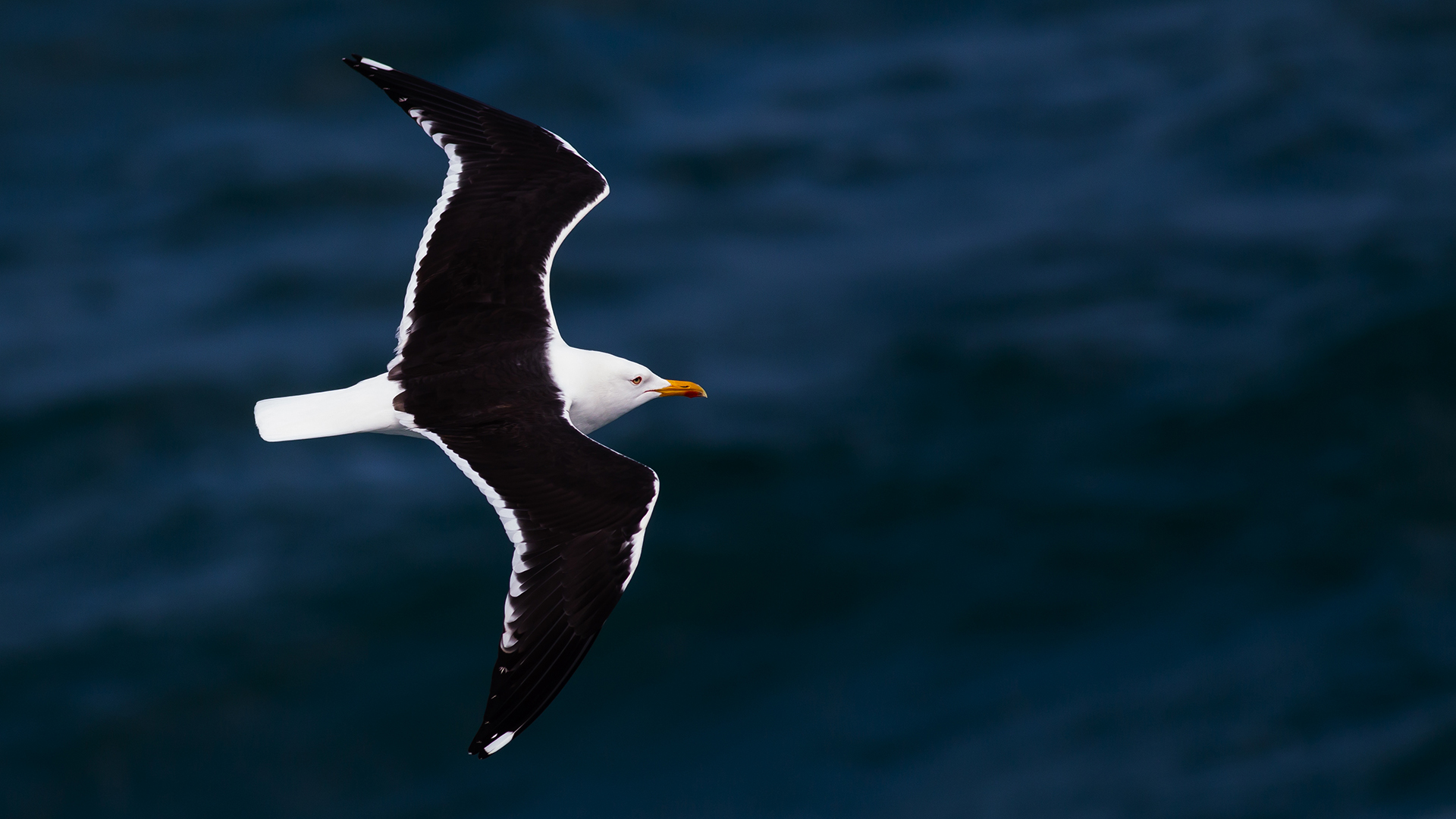 Karasırtlı martı » Lesser Black-backed Gull » Larus fuscus