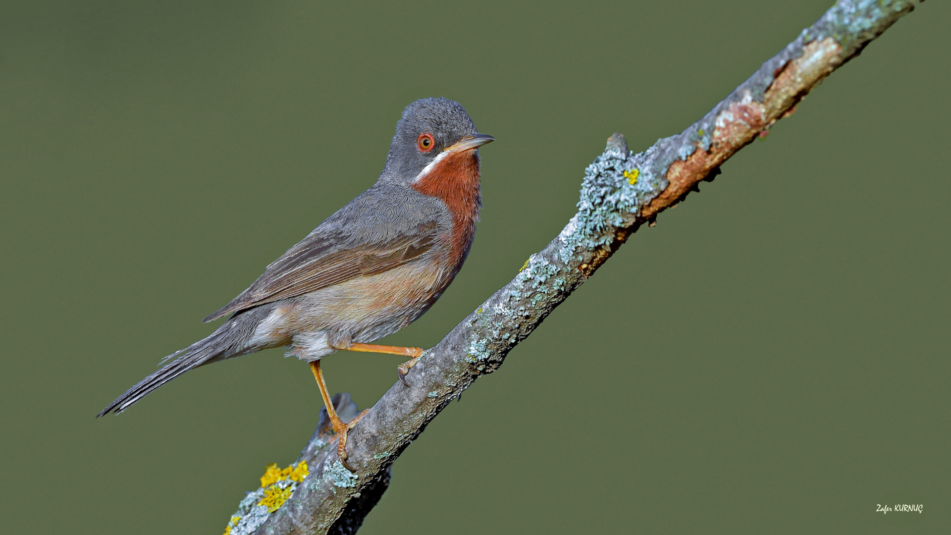 Bıyıklı ötleğen » Subalpine Warbler » Sylvia cantillans