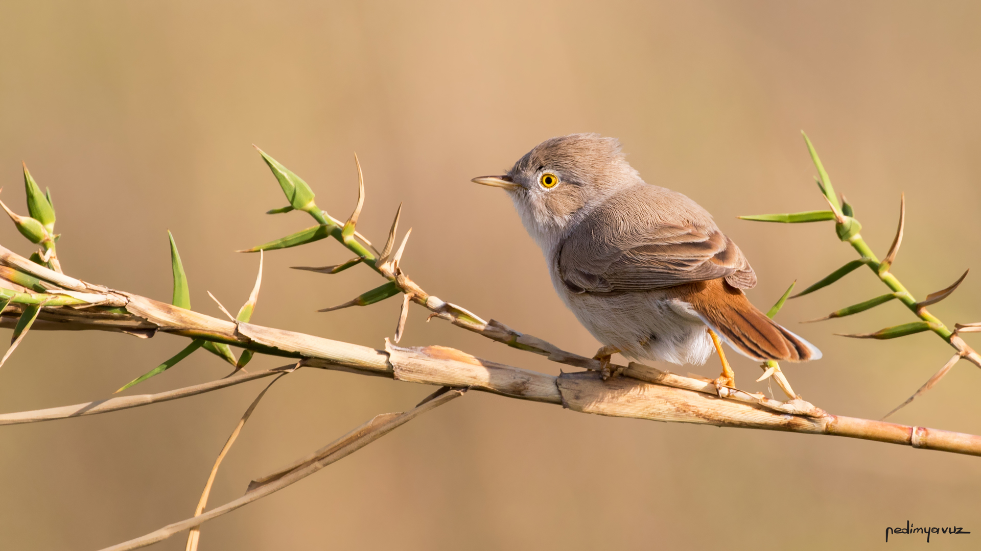 Çöl ötleğeni » Asian Desert Warbler » Sylvia nana