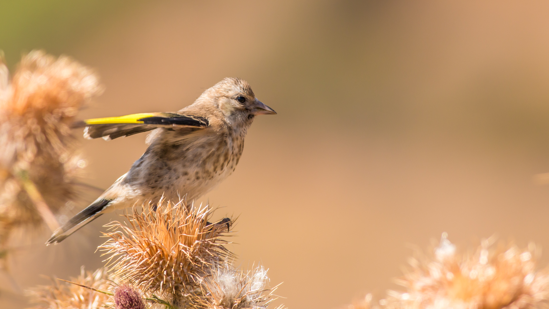 Saka » European Goldfinch » Carduelis carduelis