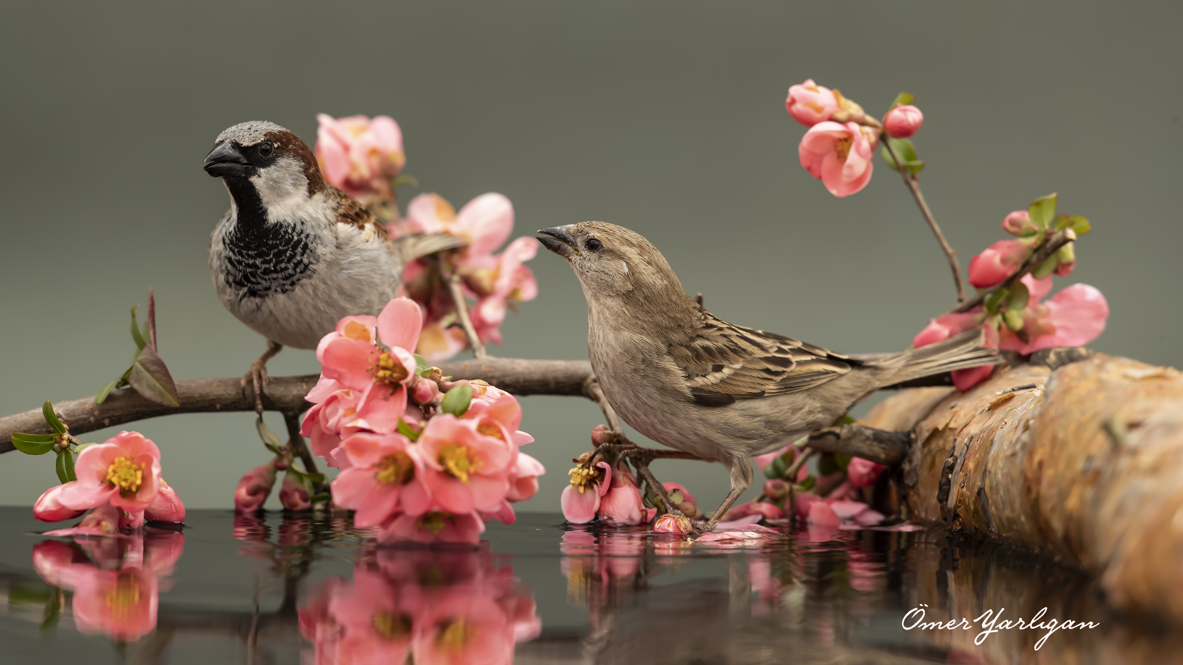 Serçe » House Sparrow » Passer domesticus