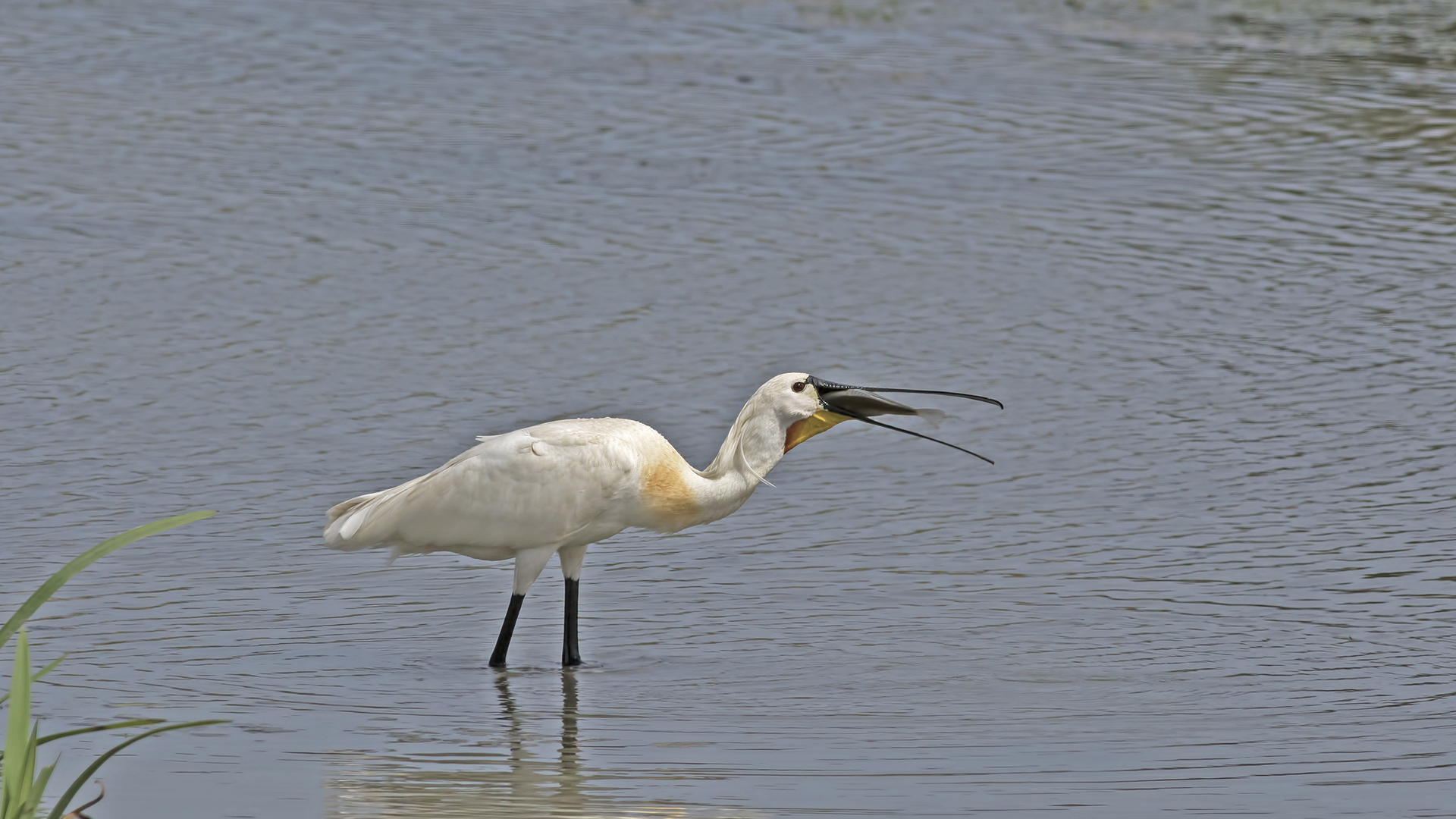 Kaşıkçı » Eurasian Spoonbill » Platalea leucorodia