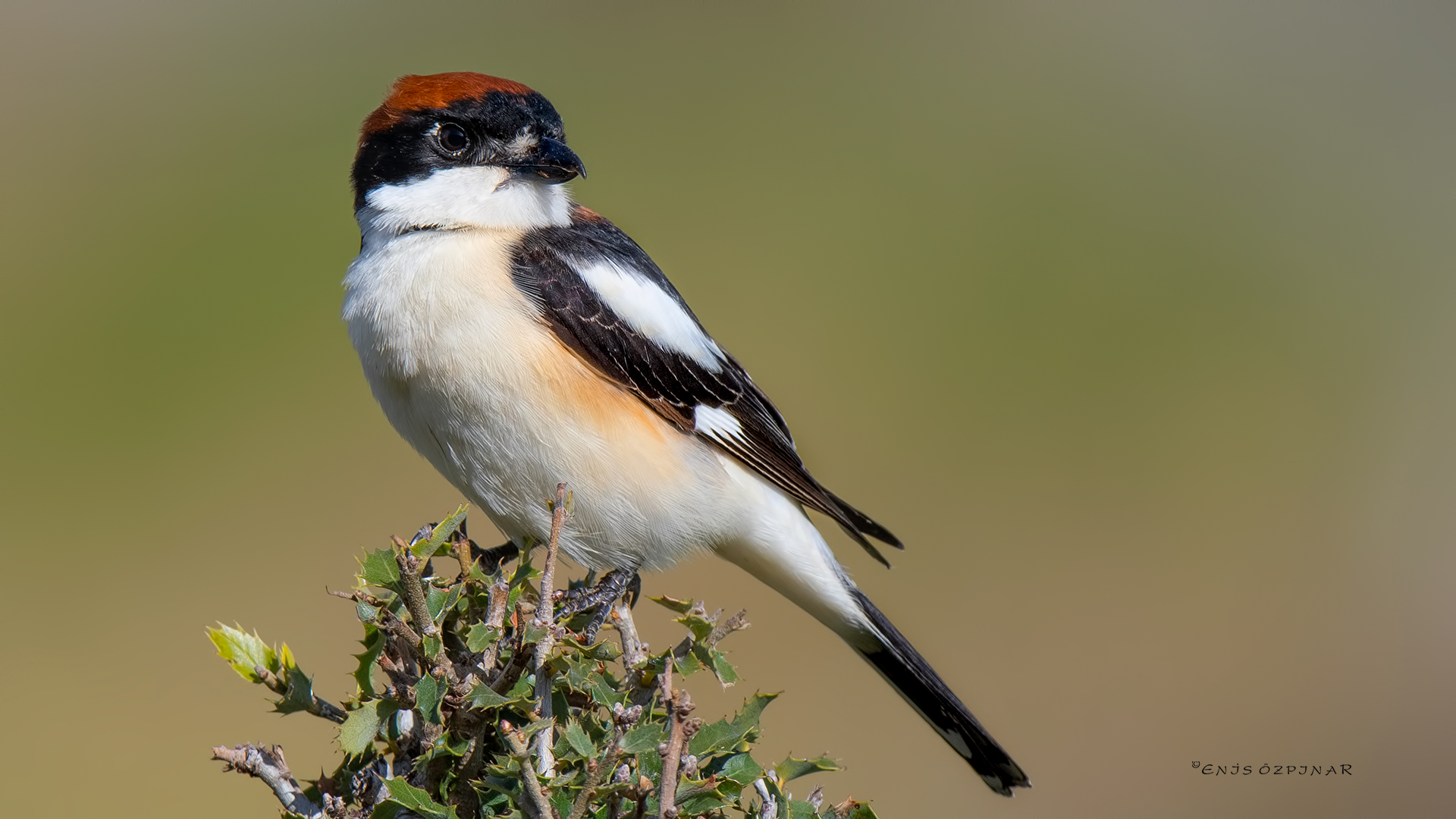 Kızılbaşlı örümcekkuşu » Woodchat Shrike » Lanius senator