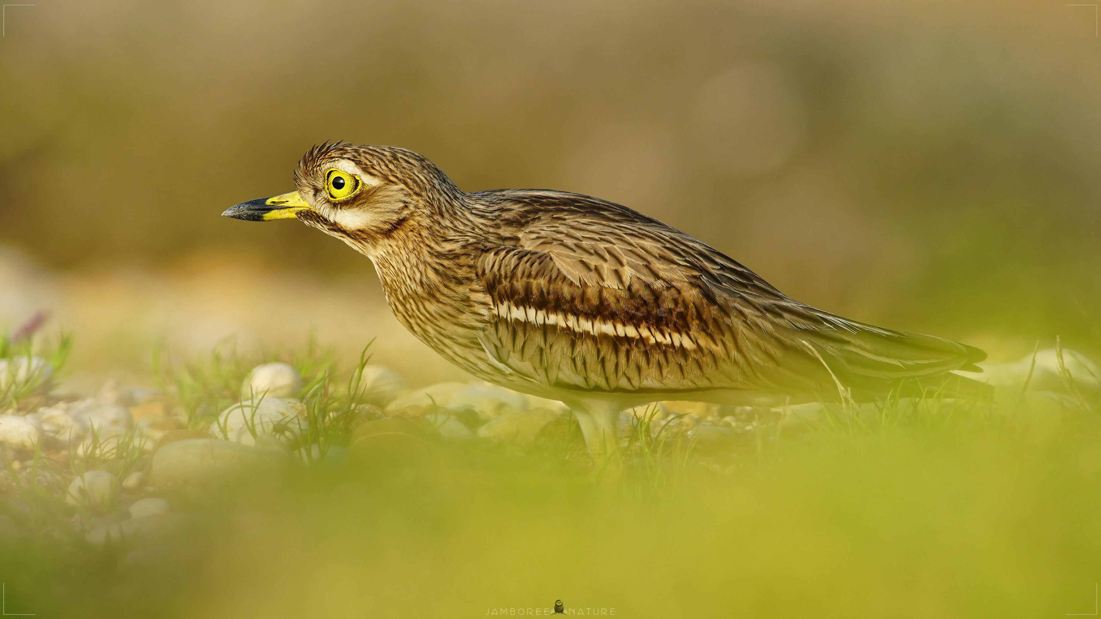 Kocagöz » Eurasian Stone-curlew » Burhinus oedicnemus