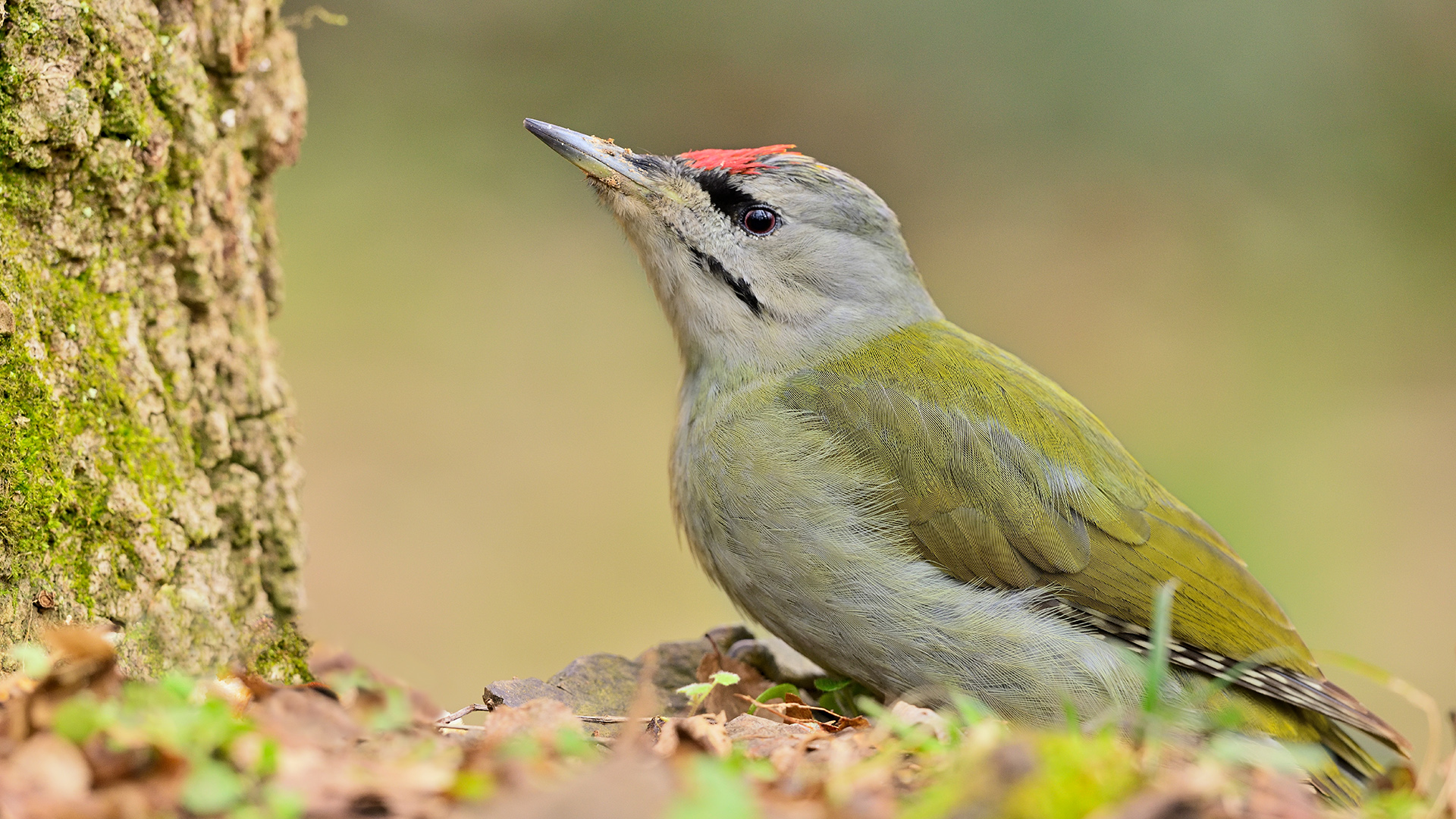 Küçük yeşil ağaçkakan » Grey-headed Woodpecker » Picus canus