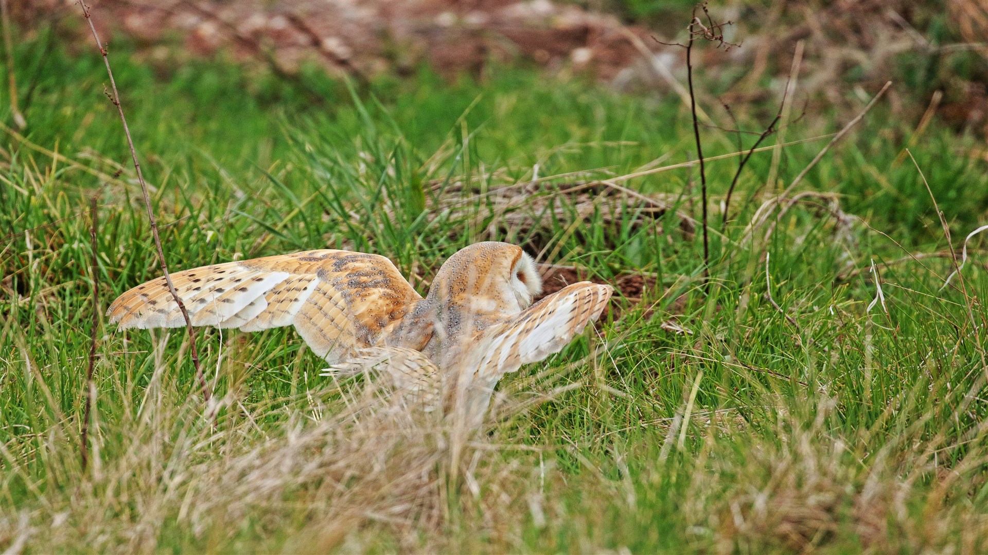 Peçeli baykuş