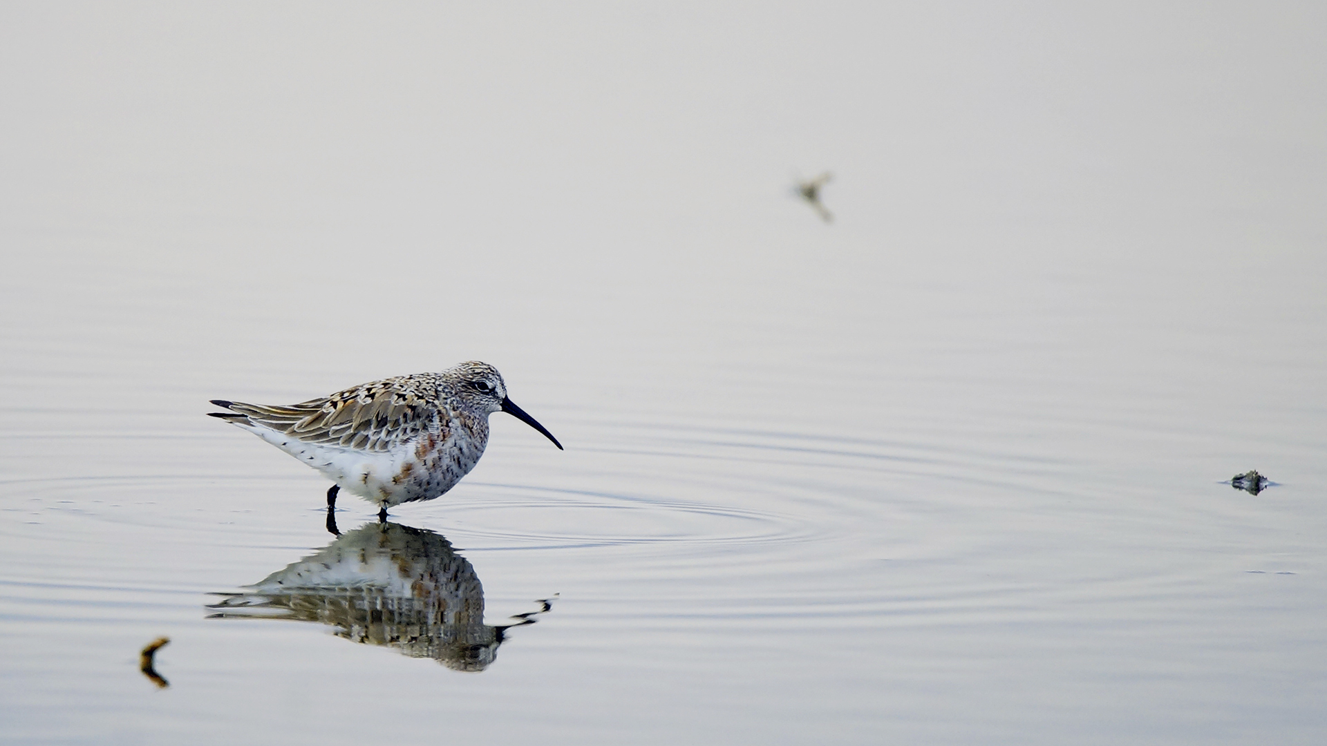 Kızıl kumkuşu » Curlew Sandpiper » Calidris ferruginea