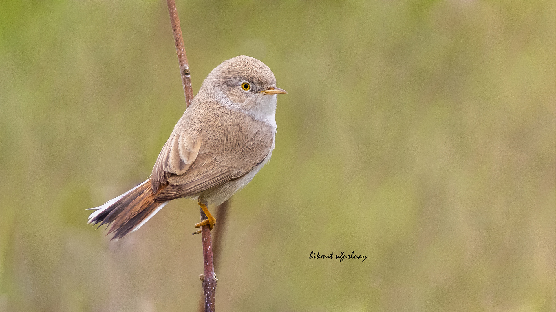 Çöl ötleğeni » Asian Desert Warbler » Sylvia nana