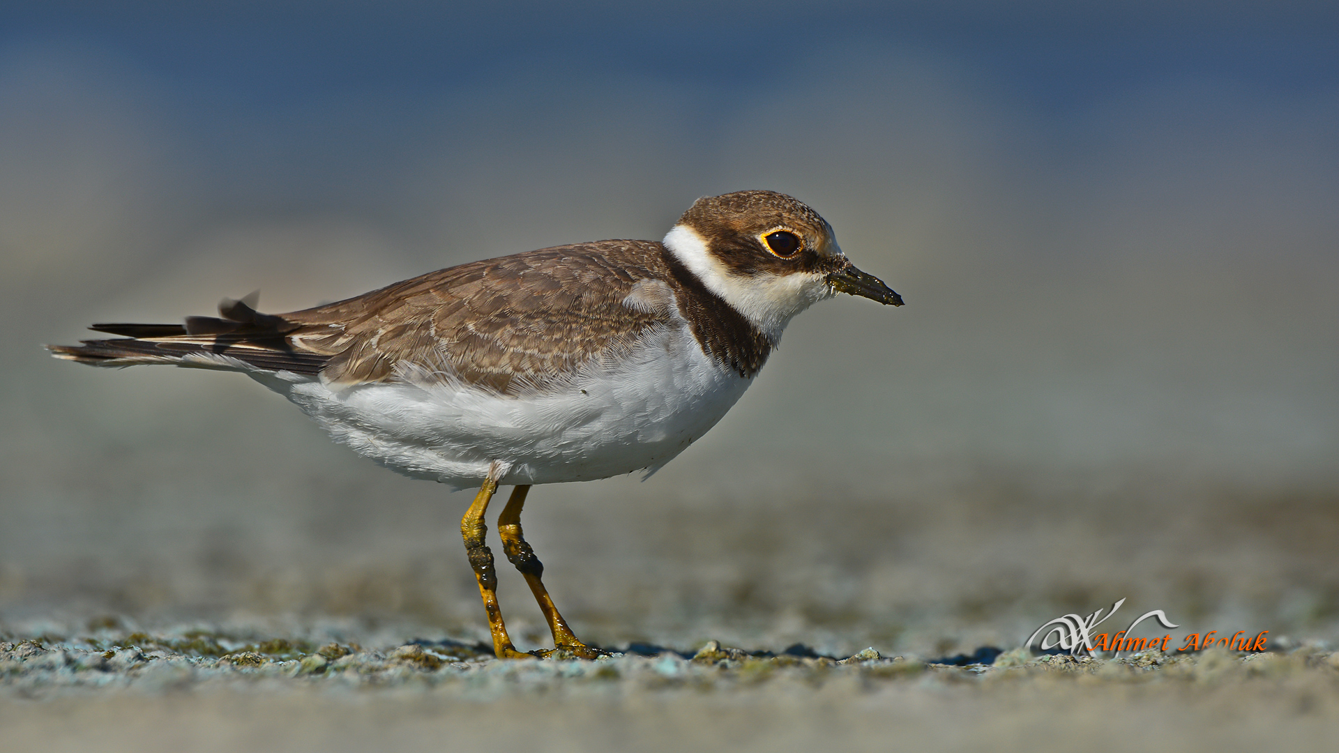 Halkalı küçük cılıbıt » Little Ringed Plover » Charadrius dubius