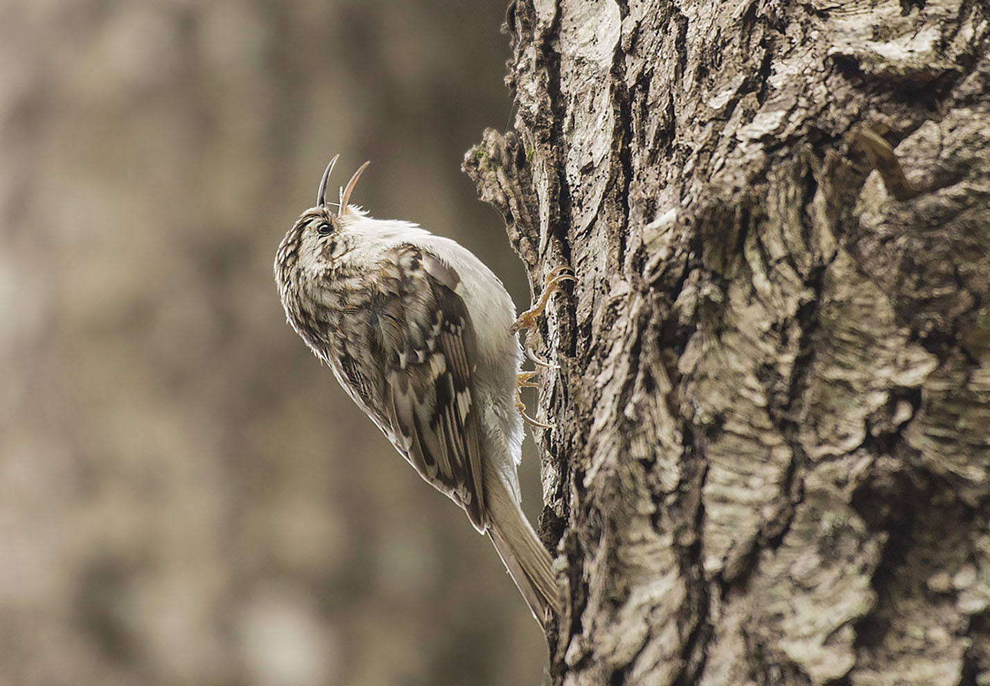 Orman tırmaşıkkuşu » Eurasian Treecreeper » Certhia familiaris