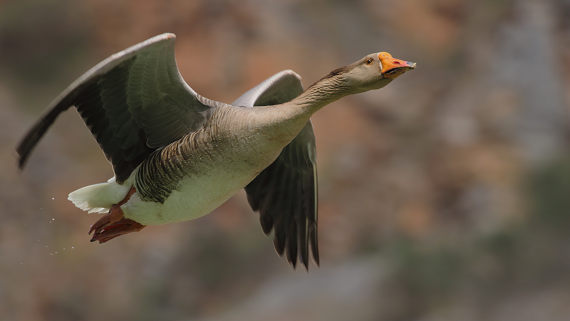 Boz kaz » Greylag Goose » Anser anser