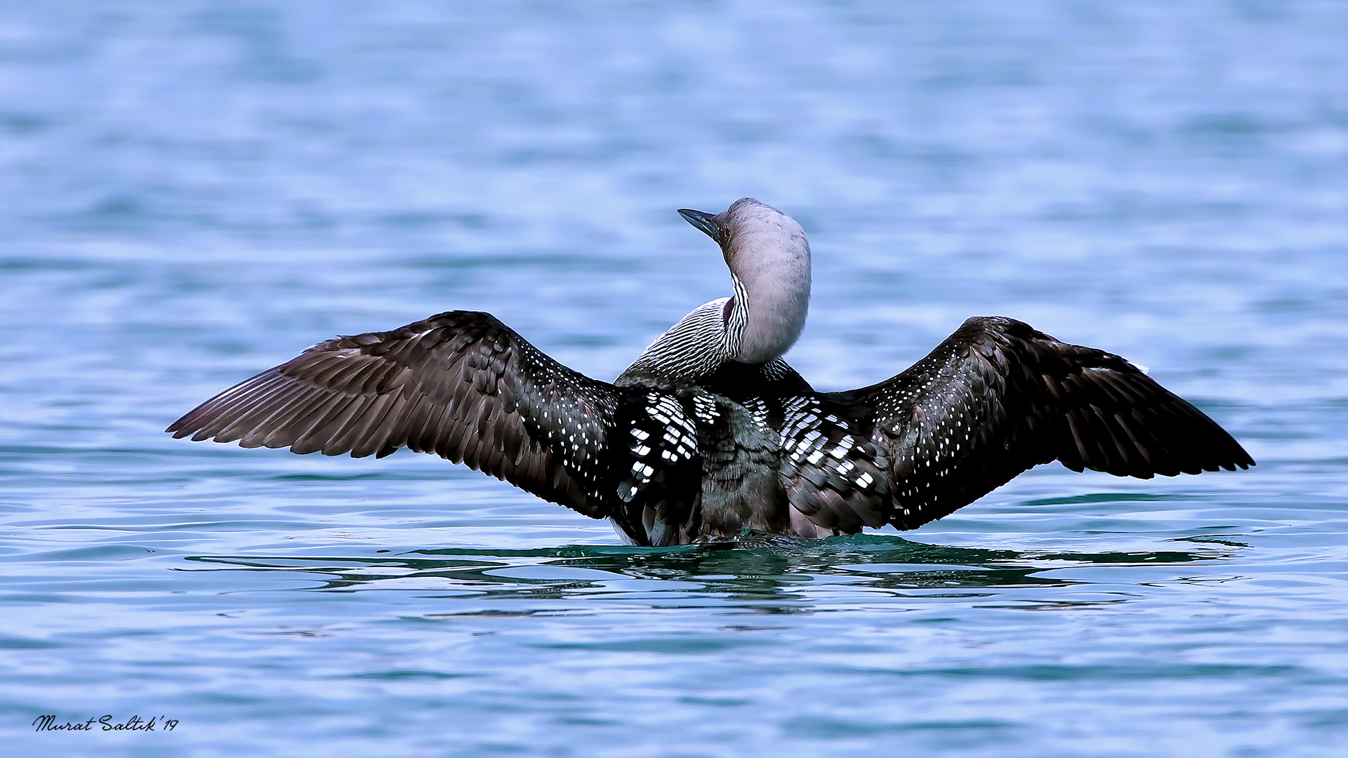 Karagerdanlı dalgıç