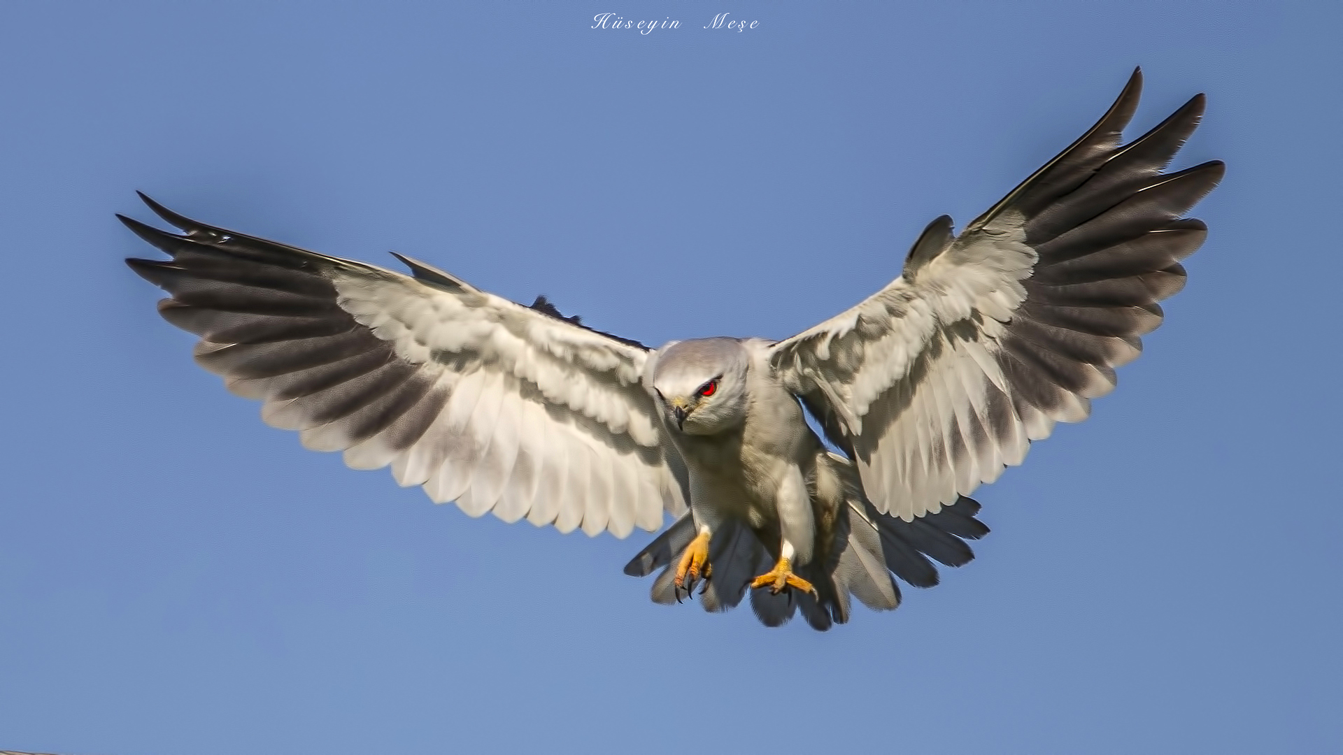 Ak çaylak » Black-winged Kite » Elanus caeruleus